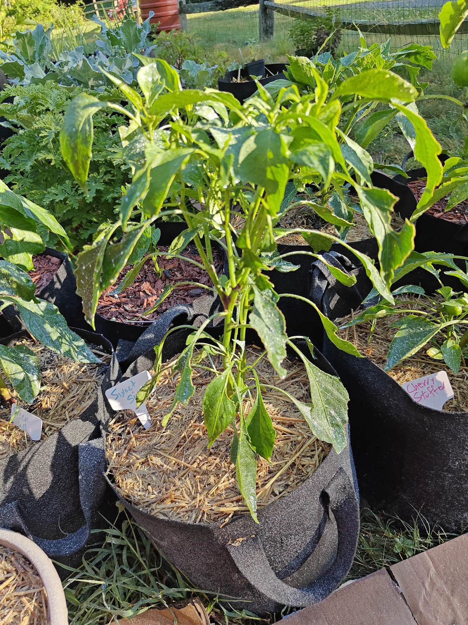 A pepper plant in a black fabric grow bag over straw mulch, handwritten labels at the rims of the neighbouring bags, red-orange mulch alongside and a split-rail fence and lawn beyond.