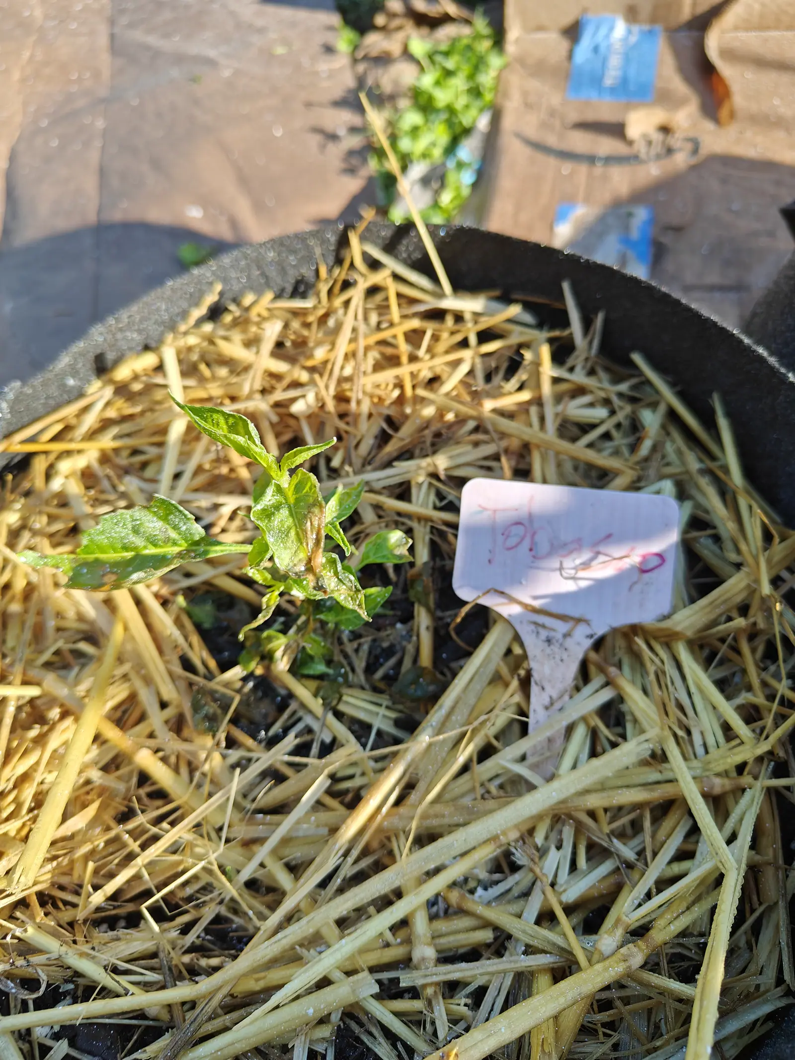 A very small pepper seedling in a black fabric grow bag mulched deeply with loose straw, a pink handwritten label pushed in beside it.