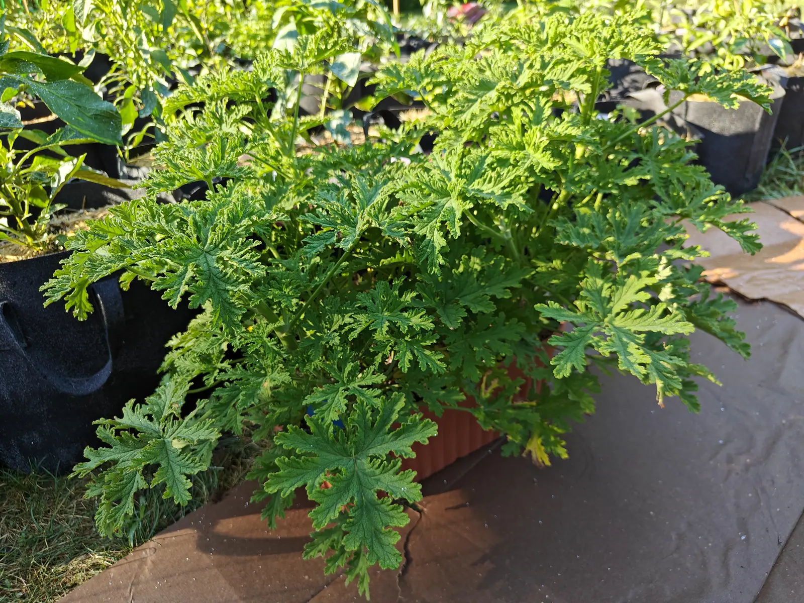 A low mounded plant with finely divided, deeply cut bright green leaves spilling over the sides of a rectangular planter in strong sun. Rows of black nursery pots and trays of other plants recede out of focus behind it.