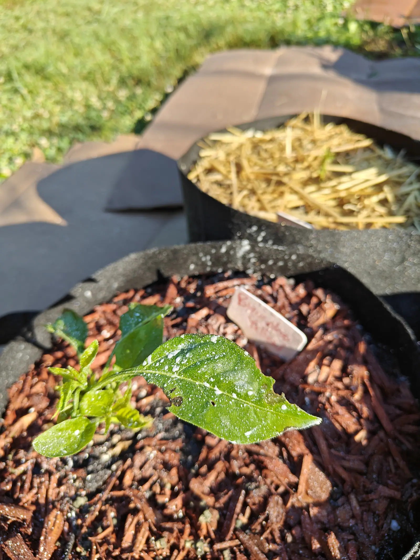 A young pepper seedling with four broad leaves in a black fabric grow bag of red-orange bark mulch, a handwritten label behind it and a straw-filled bag and lawn beyond.