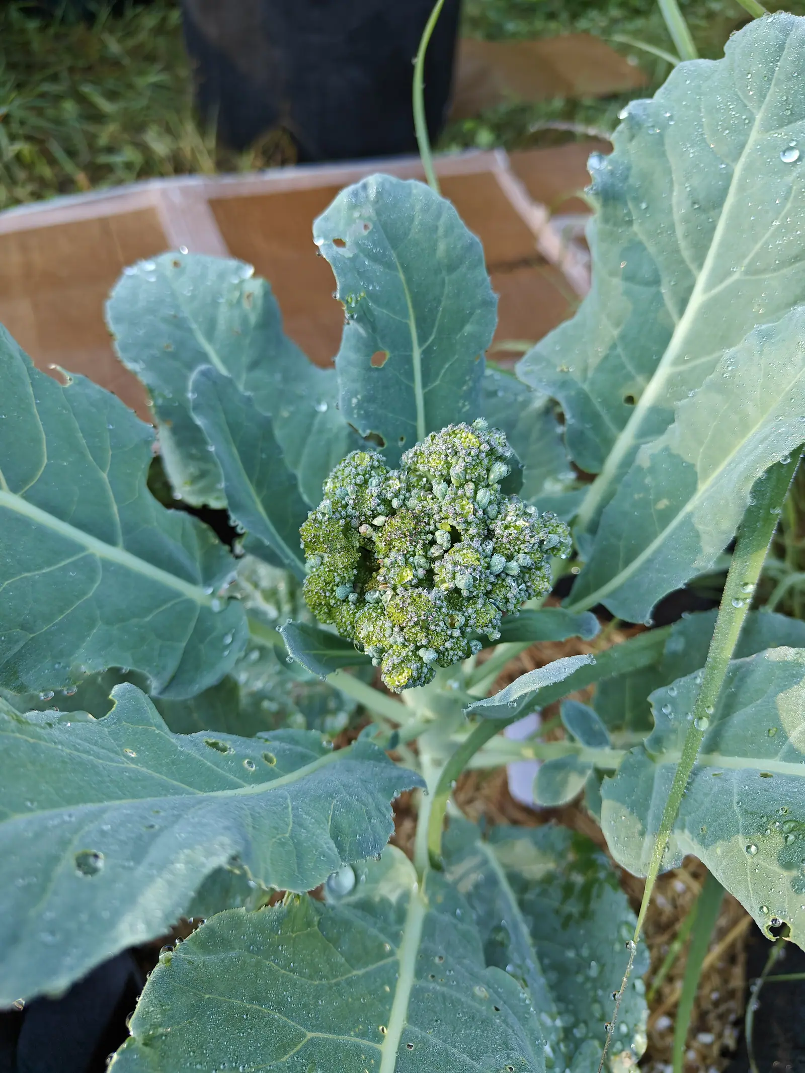 A green broccoli head at the centre of blue-grey leaves under heavy dew, with brown cardboard sheeting, grass and a black pot behind.