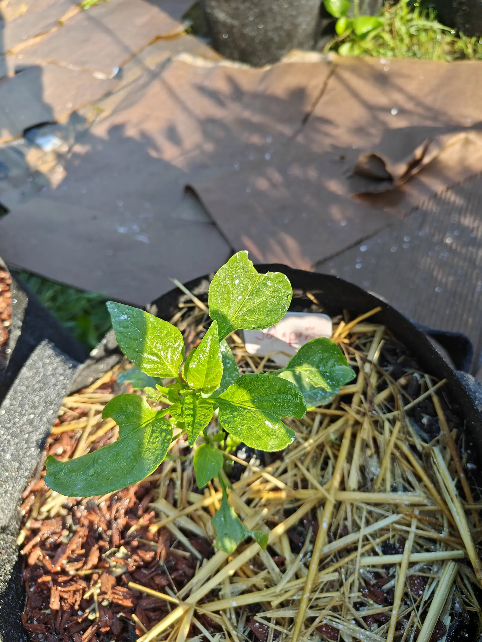 A young pepper seedling with rounded glossy leaves in a black fabric grow bag over straw mulch, red-orange bark to one side and stone paving and black ground fabric behind.
