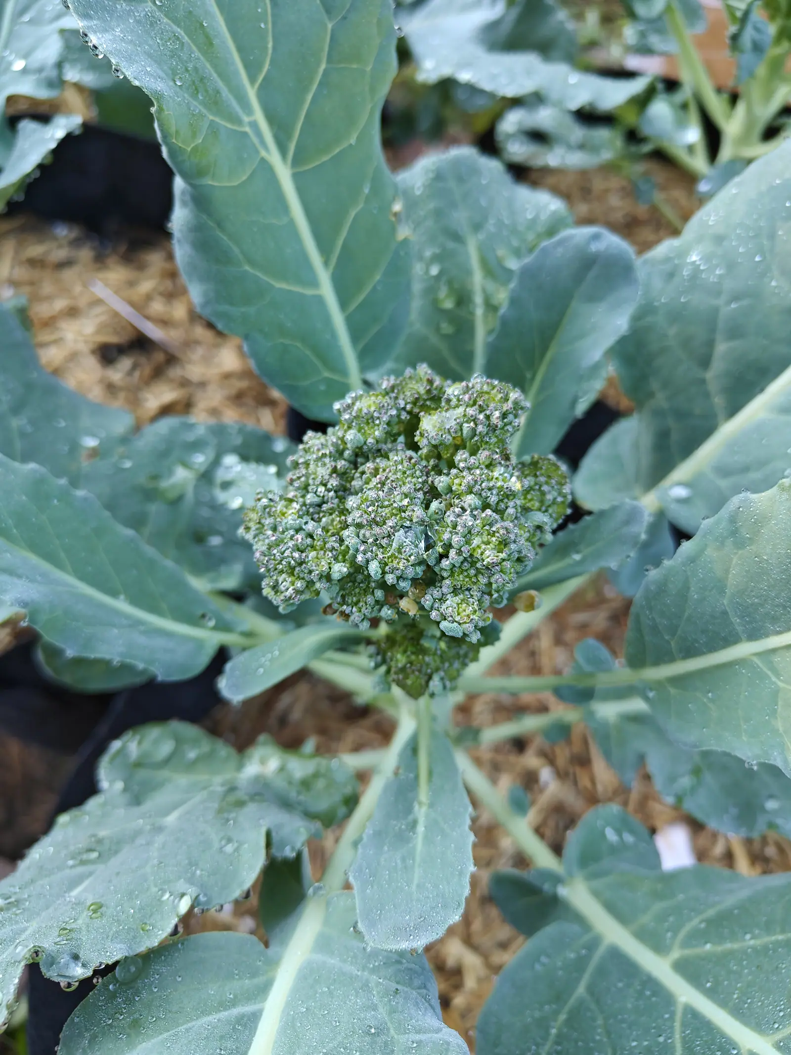 A green broccoli head beaded with dew at the centre of broad blue-grey leaves, straw and wood chip mulch showing between the black pots behind.