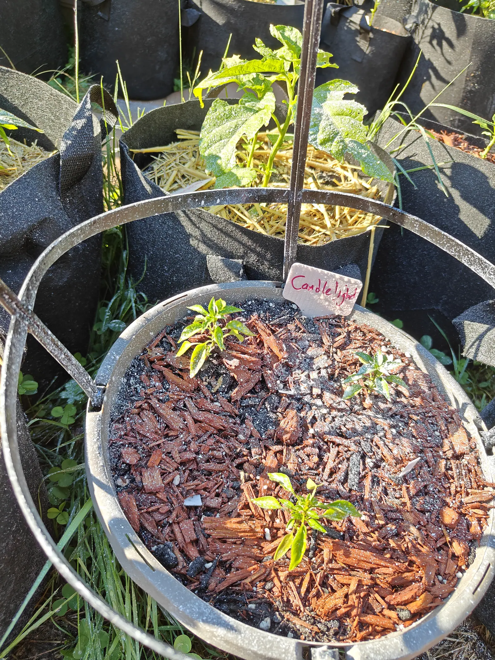 Three small pepper seedlings in a round galvanised metal planter of red-orange bark mulch, a handwritten label beside them and a straw-mulched grow bag behind.