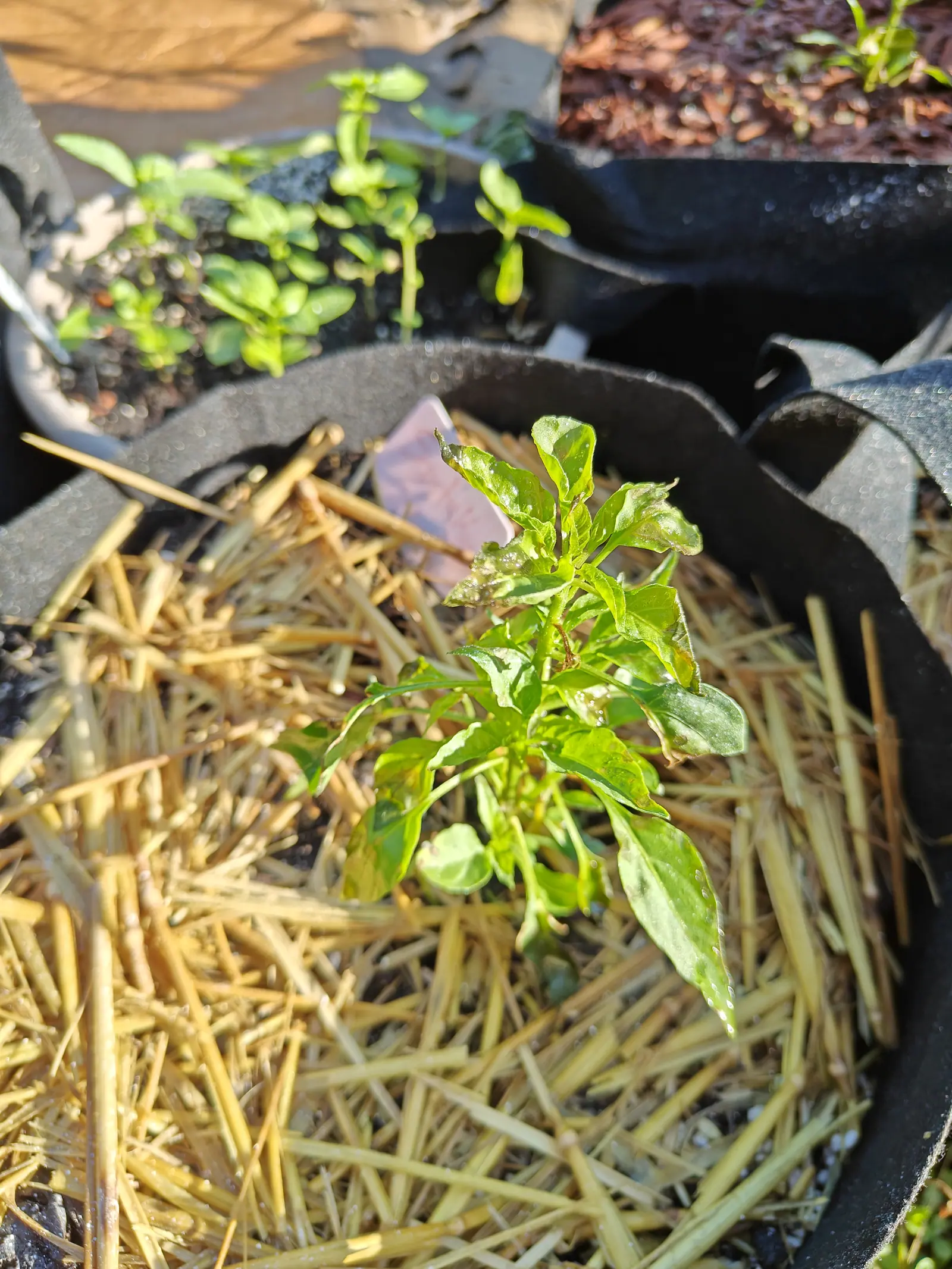 A small pepper plant in a black fabric grow bag mulched with straw, the edge of a pink label behind it and a shallow bag of densely sown seedlings beyond.