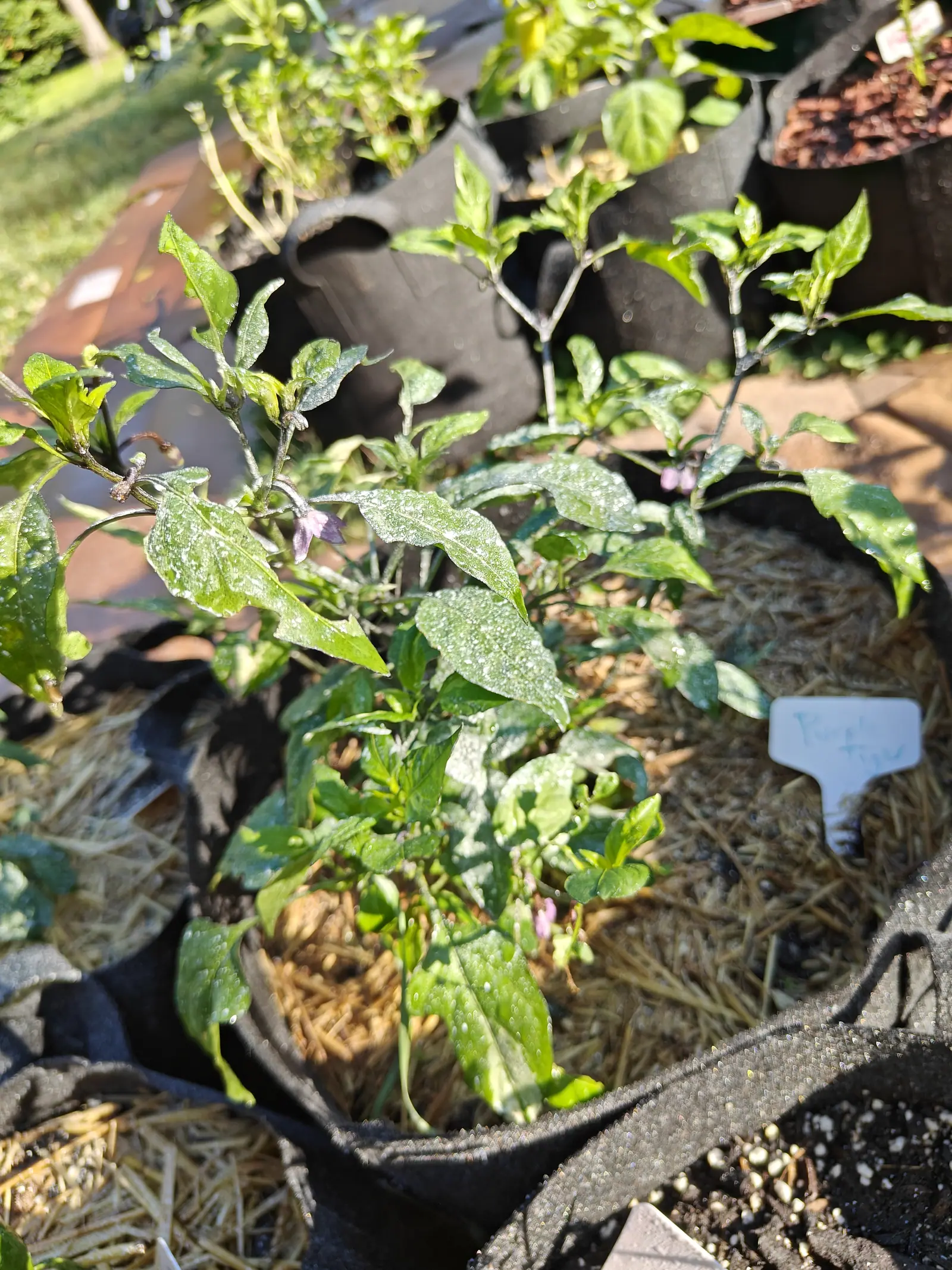 A pepper plant with pale-flecked leaves and small purple flowers in a black fabric grow bag over straw mulch, a handwritten label at the rim.