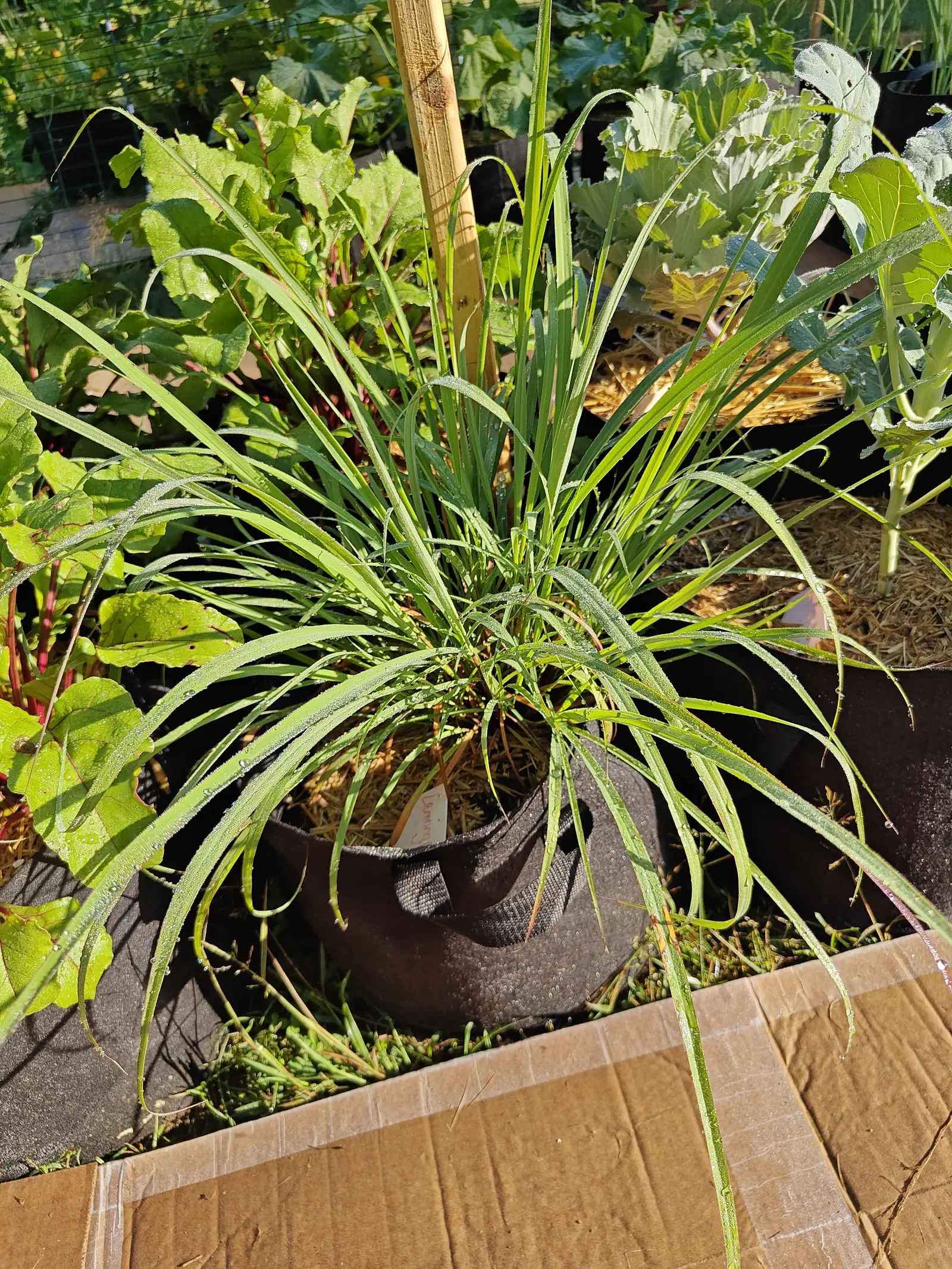 A dense fountain of long narrow arching leaves in a dark fabric grow bag, the outer blades splaying out and drying at the tips. Straw mulch, a bamboo cane and other leafy plants surround it; flattened cardboard lies across the ground in front.