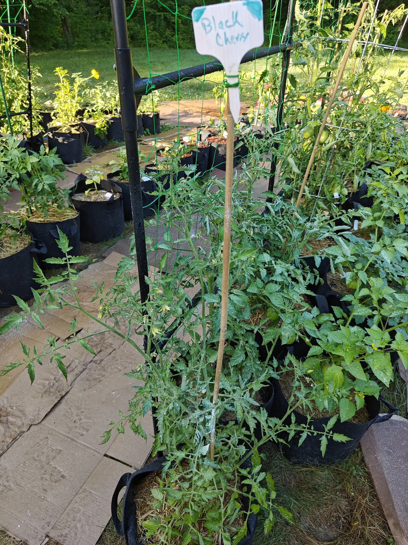 A tall tomato plant on a bamboo cane in a black fabric grow bag beside a paved path, a handwritten sign at the top of the cane and rows of potted plants beyond.