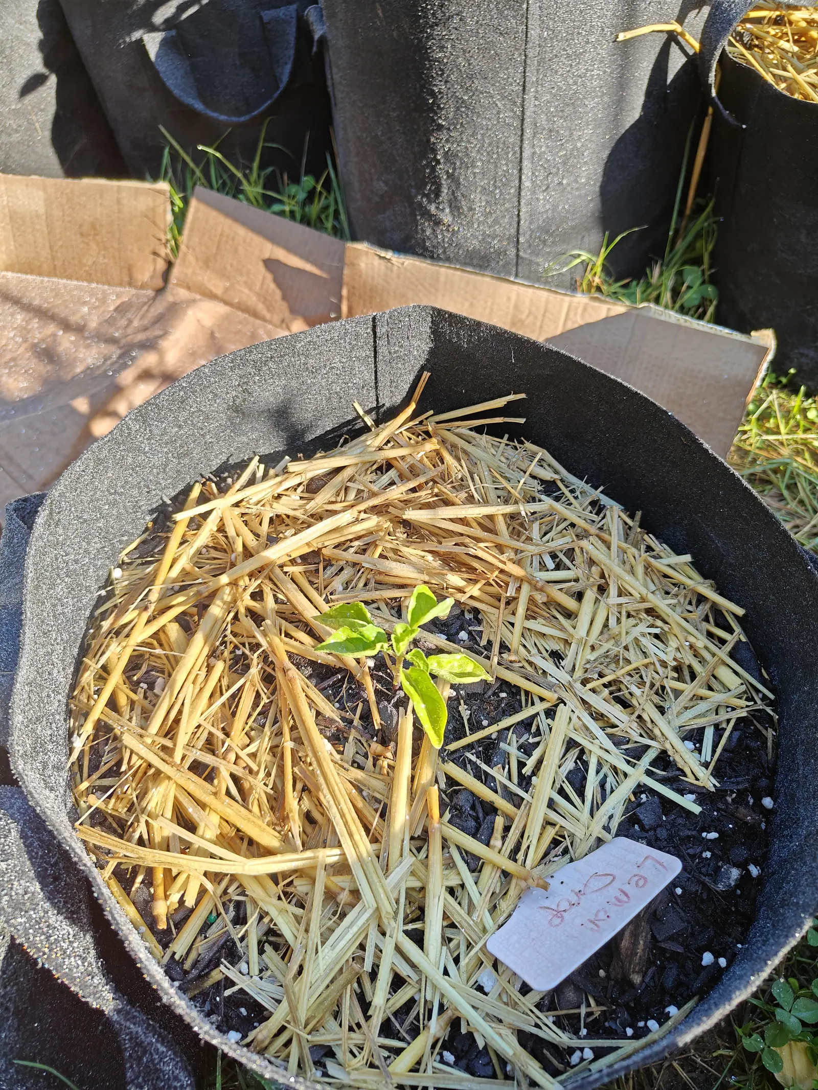 A single pepper seedling in a black fabric grow bag heaped with straw, a pink handwritten label at the lower rim, brown cardboard and further bags behind.