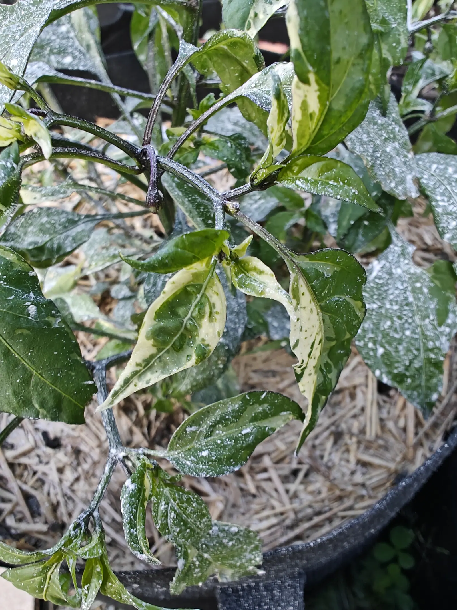 Pepper foliage variegated cream and dark green, glossy and flecked with water, over a straw-mulched fabric bag with a wire support ring running through the stems.
