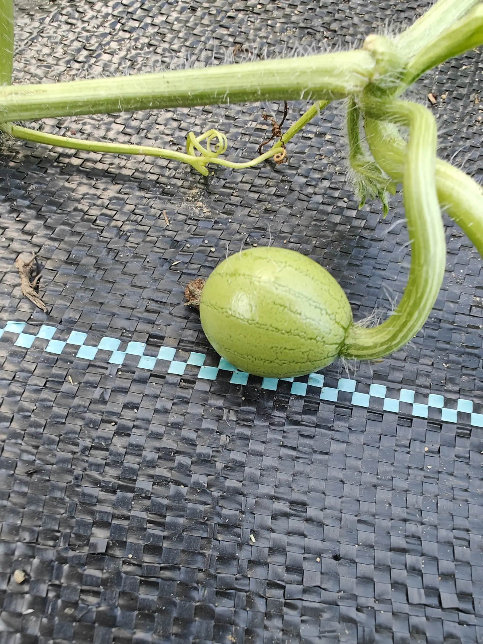 A small round watermelon striped in pale green lying on black woven ground fabric, still attached to a thick hairy vine, a line of pale blue checks woven into the fabric alongside it.