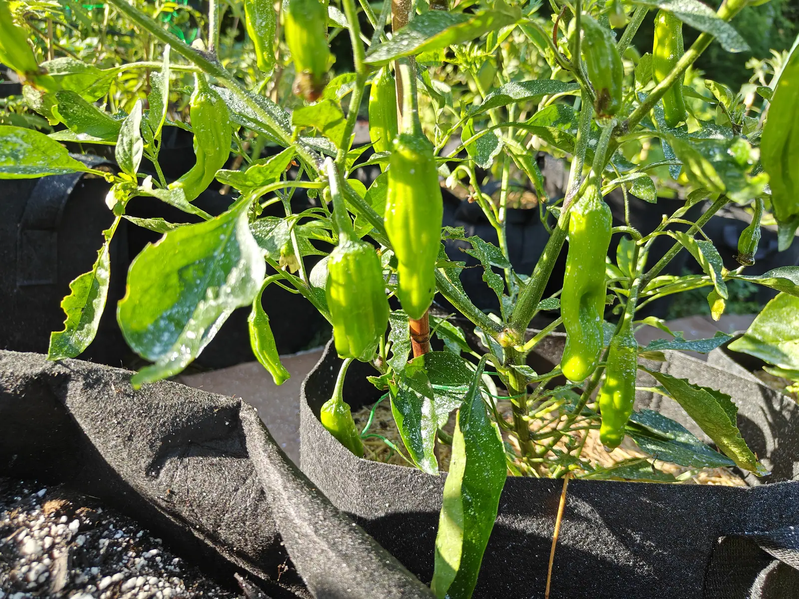 A pepper plant carrying clusters of glossy wrinkled green fruit, its leaves flecked with pale spray, in black fabric grow bags standing on gravel.