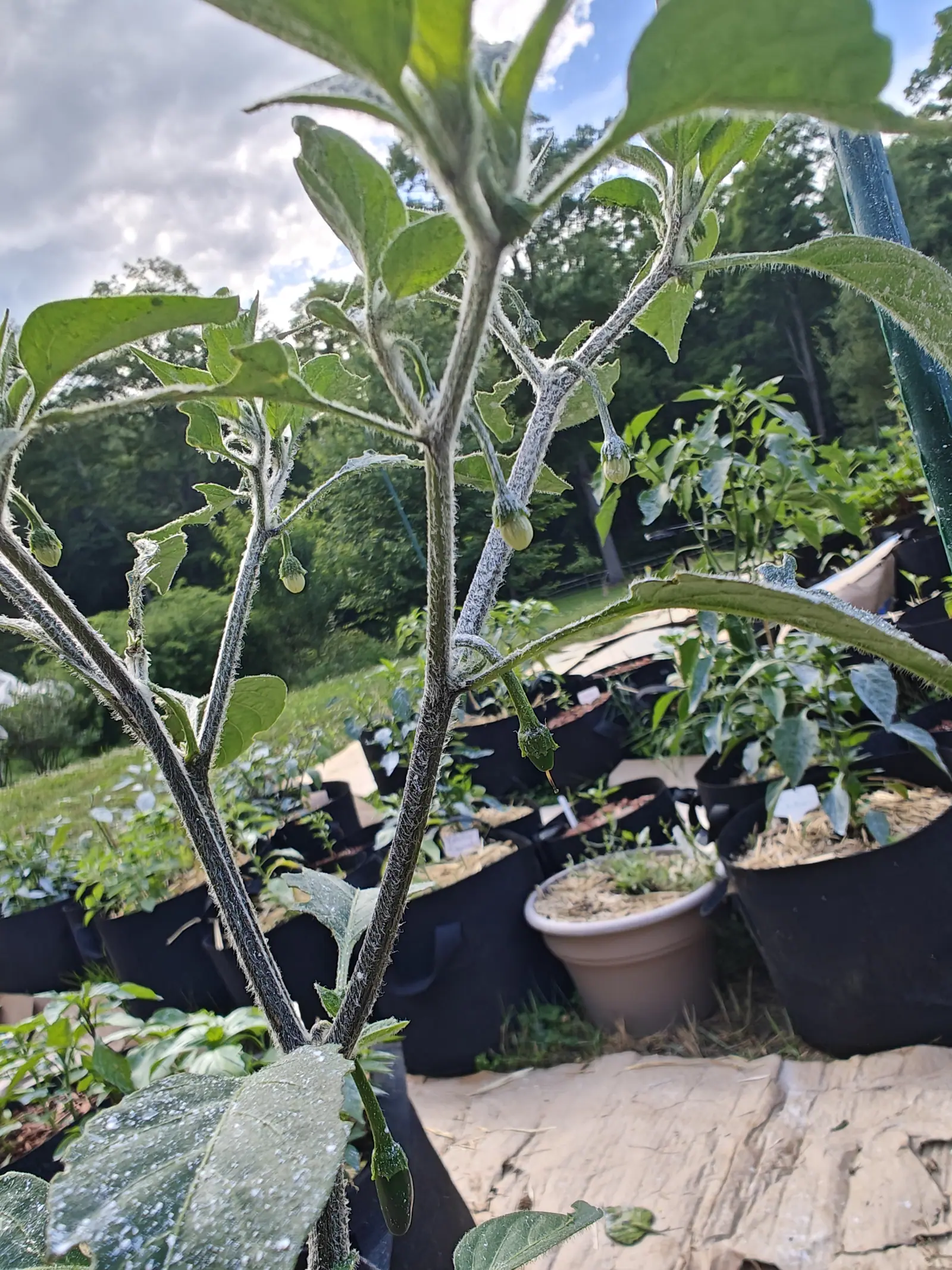 A tall pepper plant with densely hairy grey-green stems seen from below against a cloudy sky, small pale fruit at the leaf joints, rows of black pots and a terracotta pot on the grass behind.