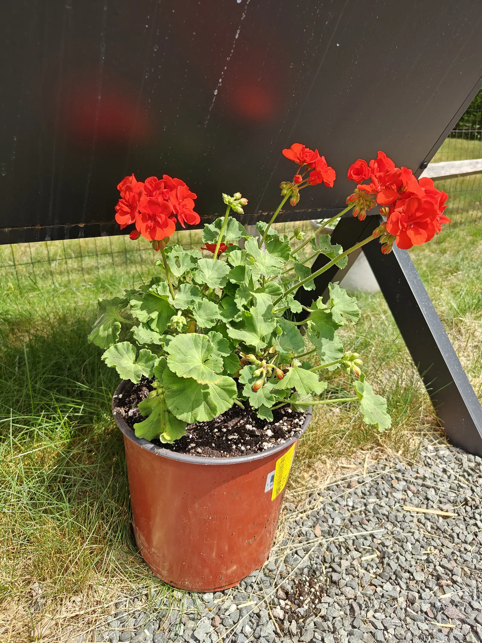 A red zonal geranium in flower in a terracotta-coloured plastic nursery pot on gravel and grass, a black-painted timber structure and a wire fence behind it.