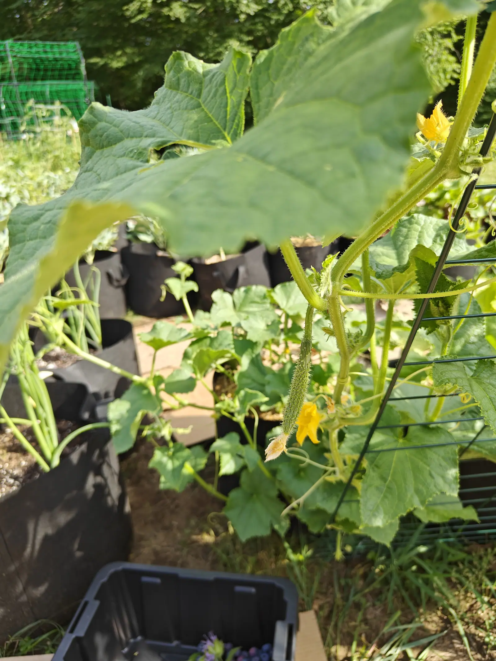 A cucumber vine climbing a green wire trellis, a short spiny fruit and a yellow flower hanging below broad leaves, black fabric grow bags and cardboard sheeting beneath.
