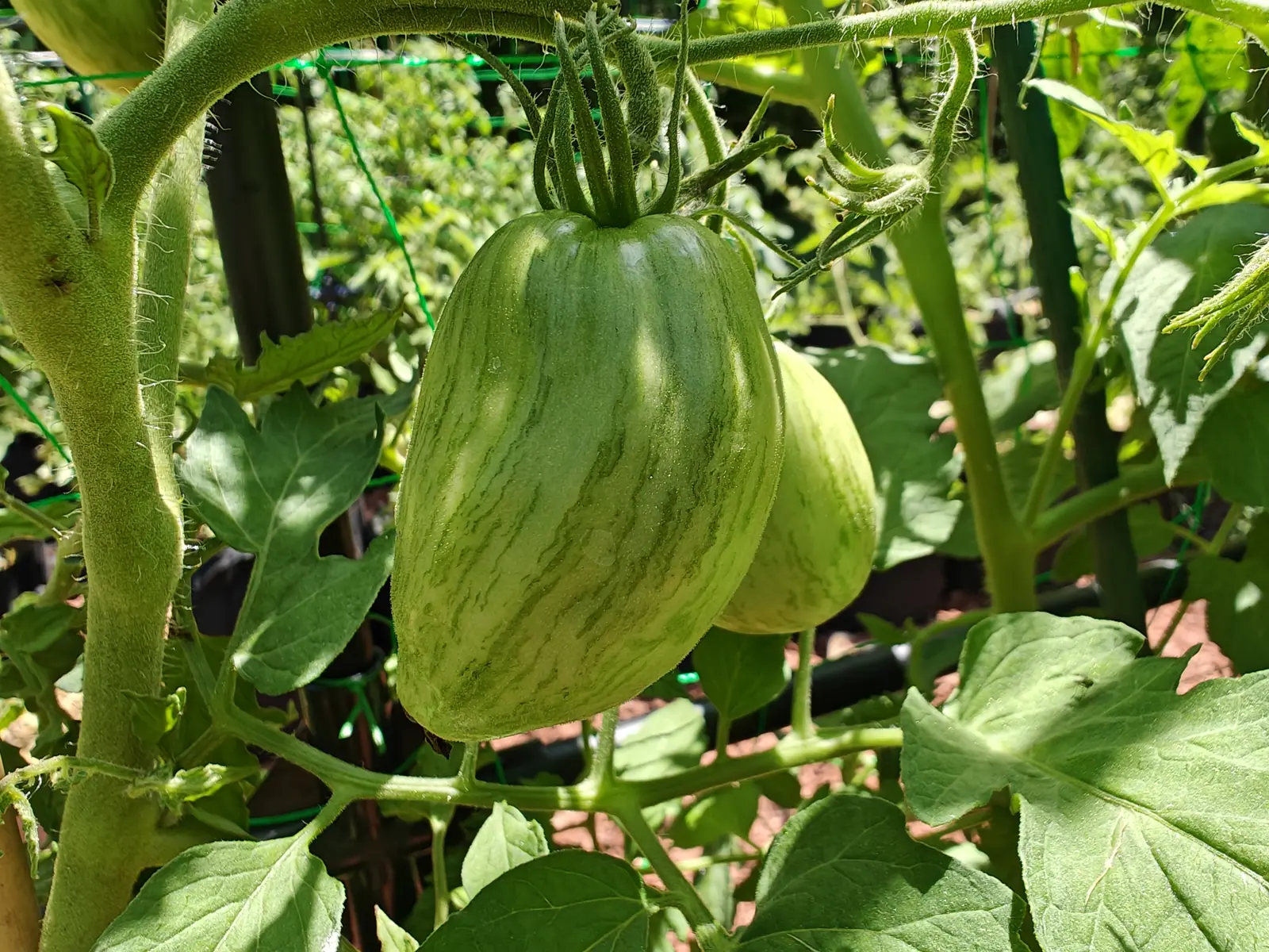 A large ribbed tomato striped in two greens hanging on a hairy vine, a second fruit tucked behind it, with black netting and a wire trellis out of focus beyond.