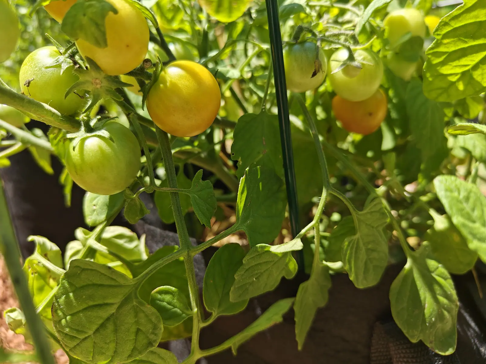 A cluster of small round tomatoes ripening from green to yellow on a bushy plant in a black fabric bag, a green metal stake running up through the foliage in bright sun.