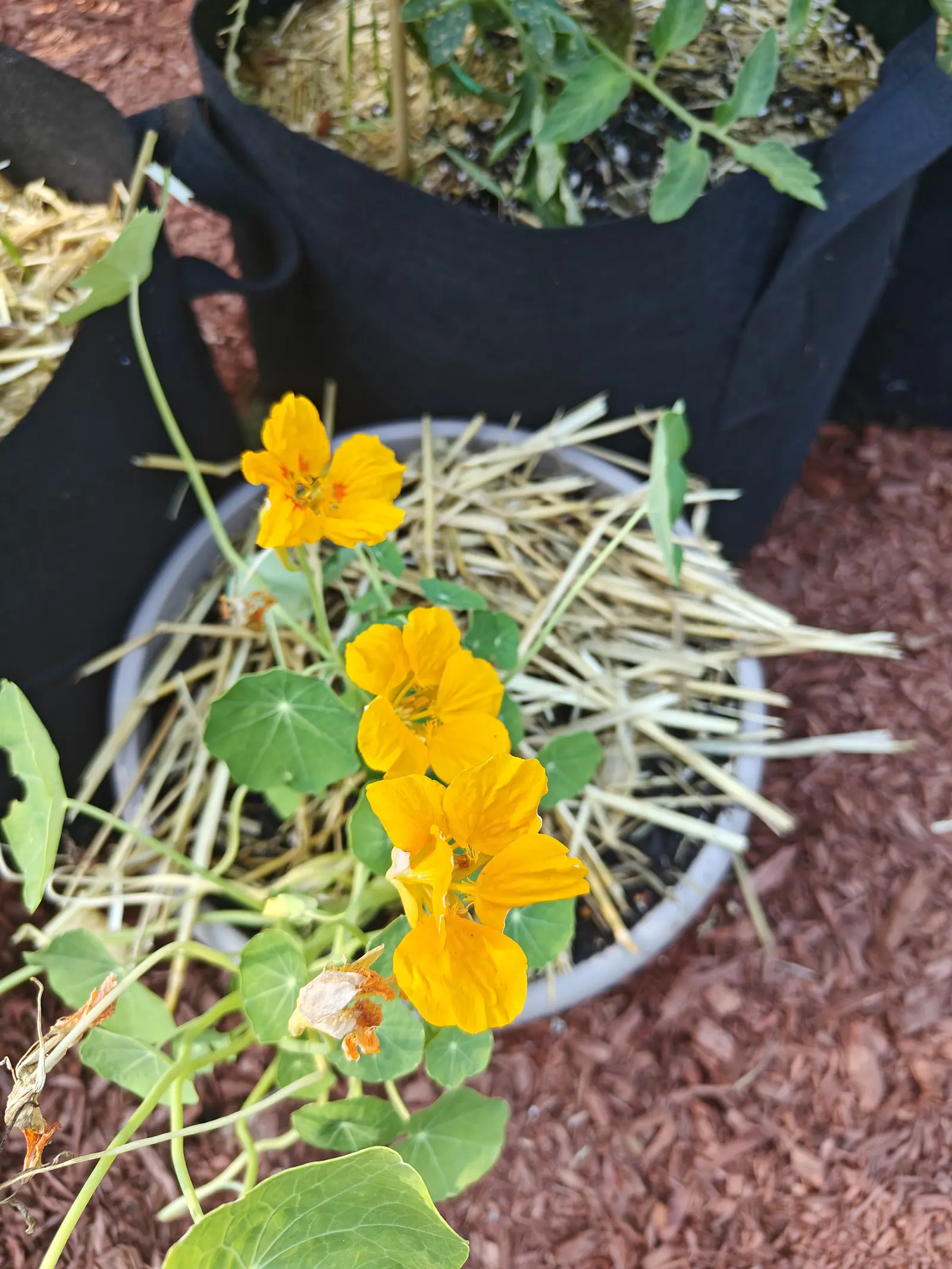 Nasturtiums in orange-yellow flower spilling from a shallow grey-rimmed pot mulched with straw, their round leaves trailing over red-orange bark mulch with black fabric bags behind.