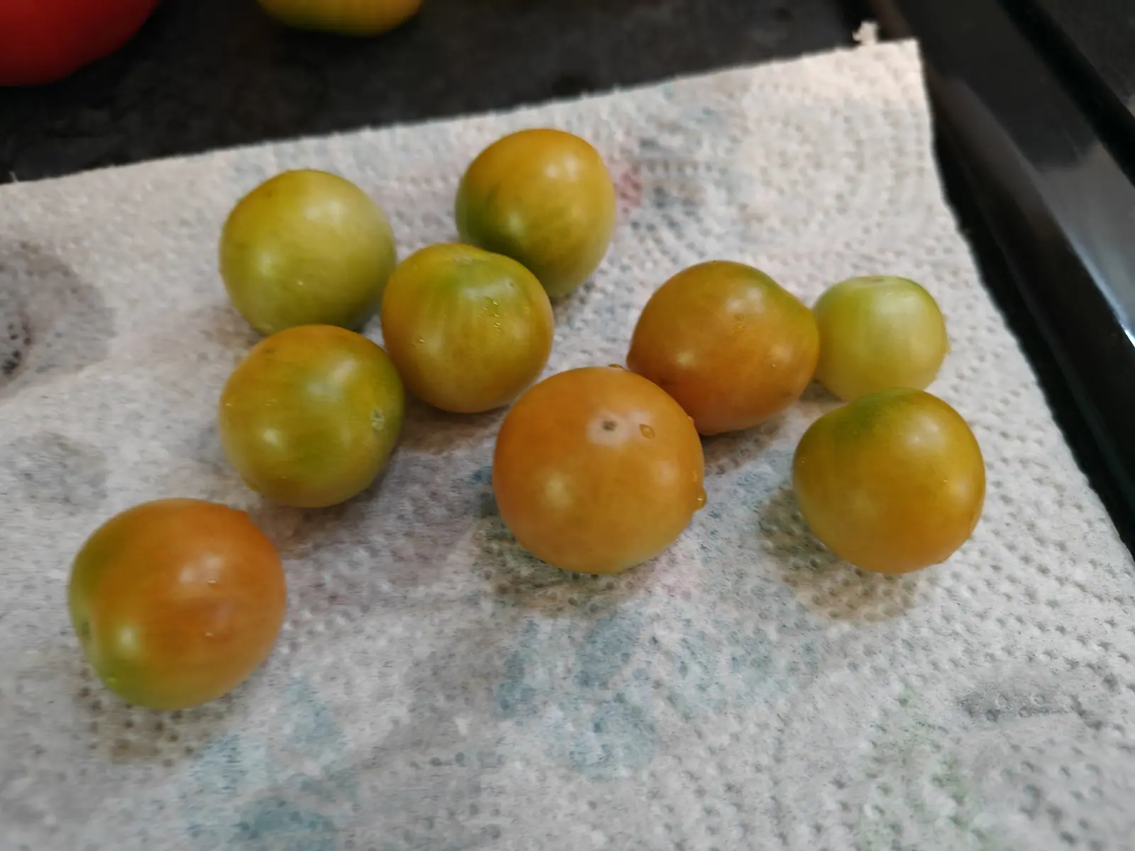A handful of small tomatoes ripening from green to orange on a folded paper towel on a kitchen counter, the dark edge of a hob behind them.
