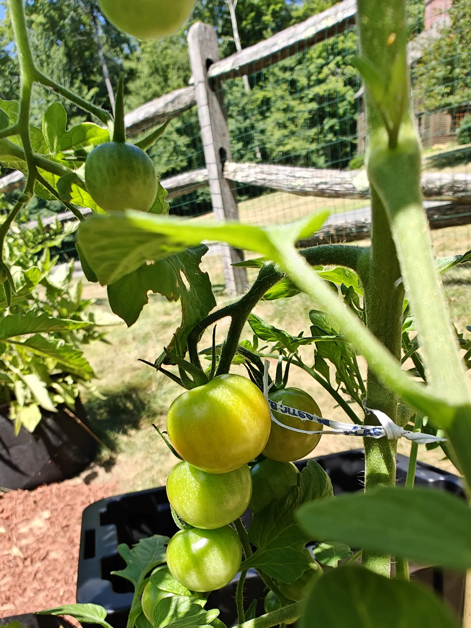 A truss of round tomatoes turning from green to gold, tied to a stake with a plastic clip, a split-rail fence and wire fencing behind and a black pot below.