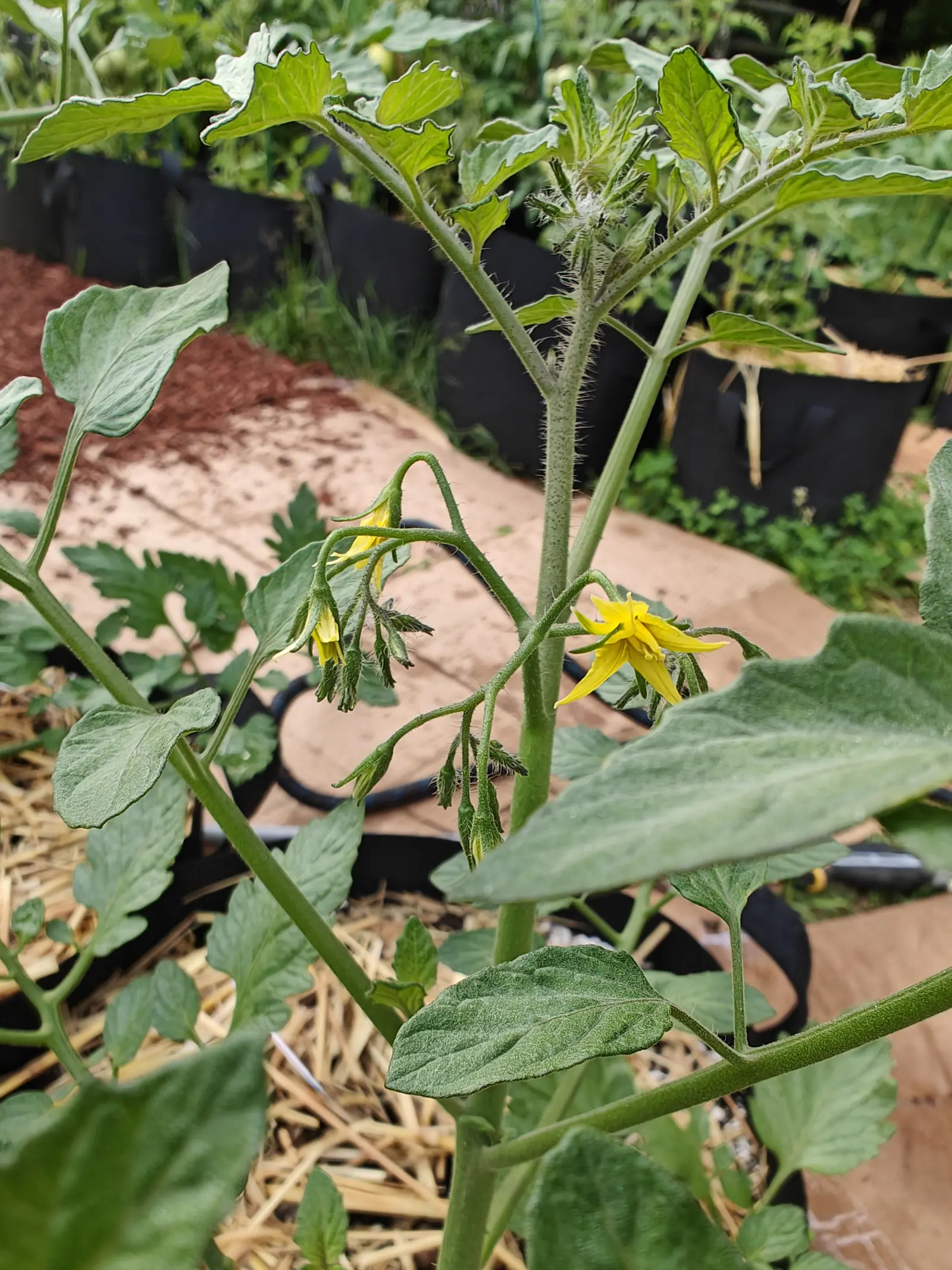 A tomato flower truss of small yellow stars and unopened buds on a hairy stem, with red-orange bark mulch and black fabric grow bags beyond.