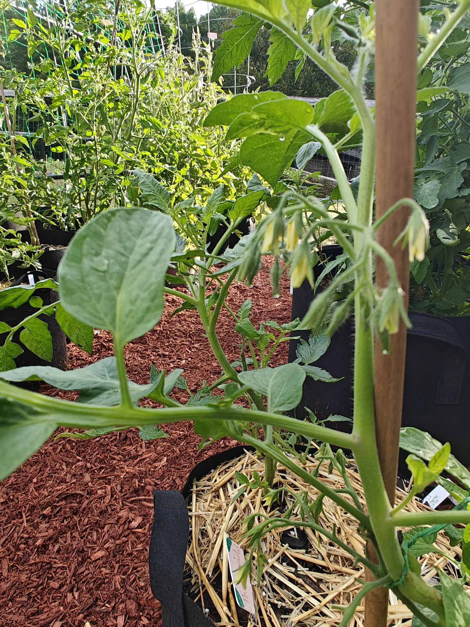 A tomato plant in bud beside a bamboo cane, pale yellow flowers just opening along the truss, red-orange bark mulch and a straw-mulched grow bag below.