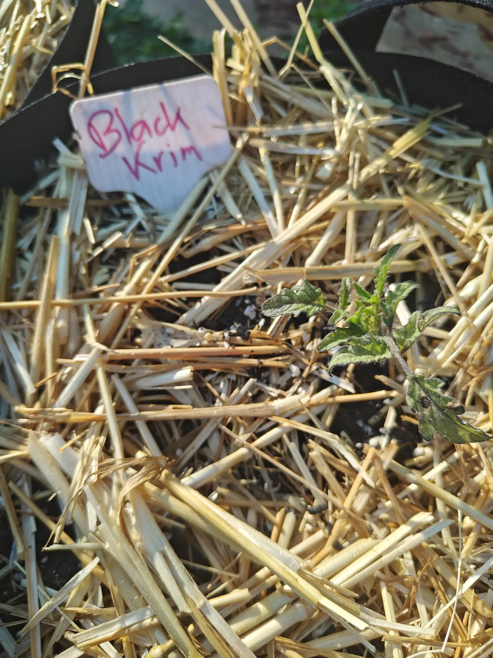 A tiny tomato seedling barely clearing deep loose straw in a black fabric grow bag, a handwritten label pushed in at the far rim.