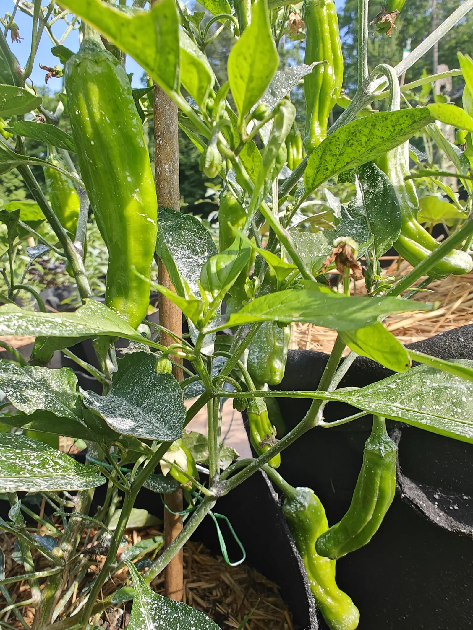 A pepper plant carrying several long wrinkled green fruit, its leaves dusted with pale spray, a bamboo cane and a green clip at the stem and blue sky above.