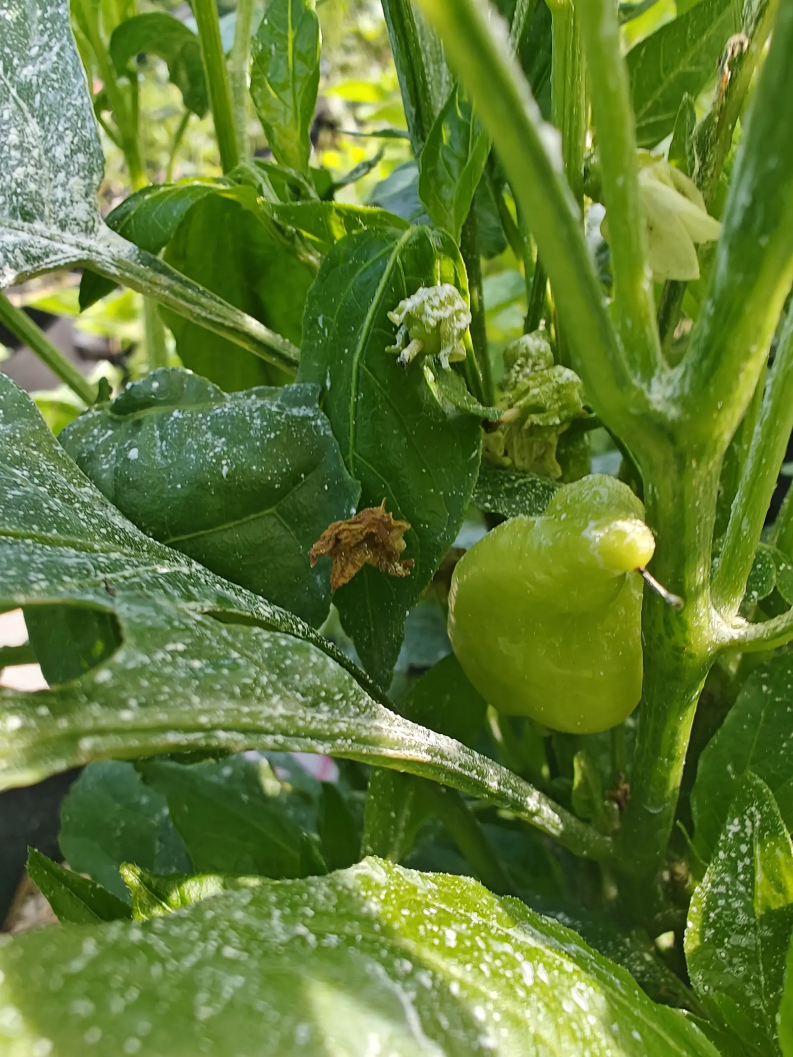 A single small pale green pepper on the plant beside a cluster of white flowers and buds, the surrounding leaves flecked with pale residue and one leaf dried brown.