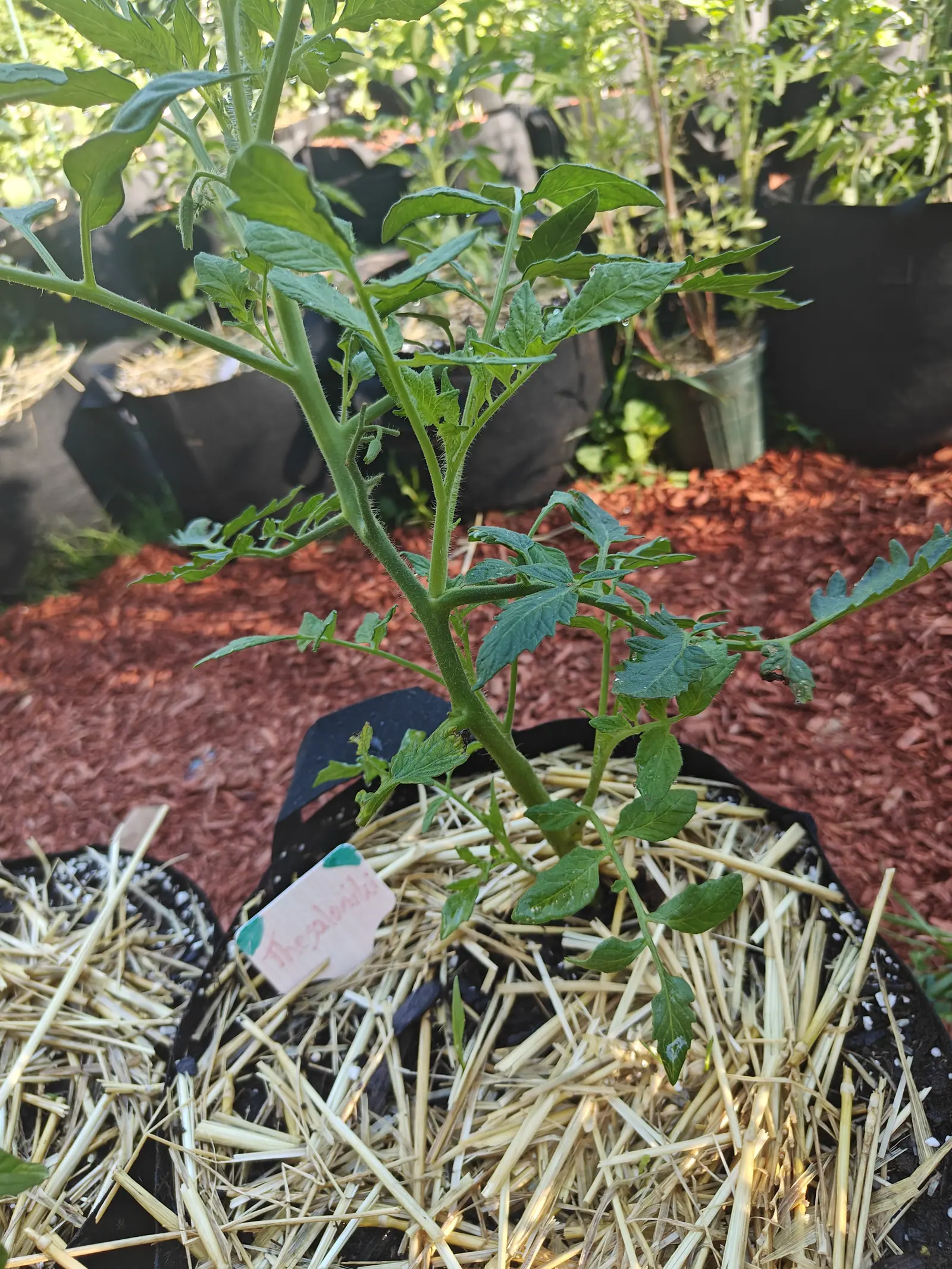 A young tomato plant in a black fabric grow bag over straw mulch, a pink handwritten label at the rim, red-orange bark mulch and further bags behind.