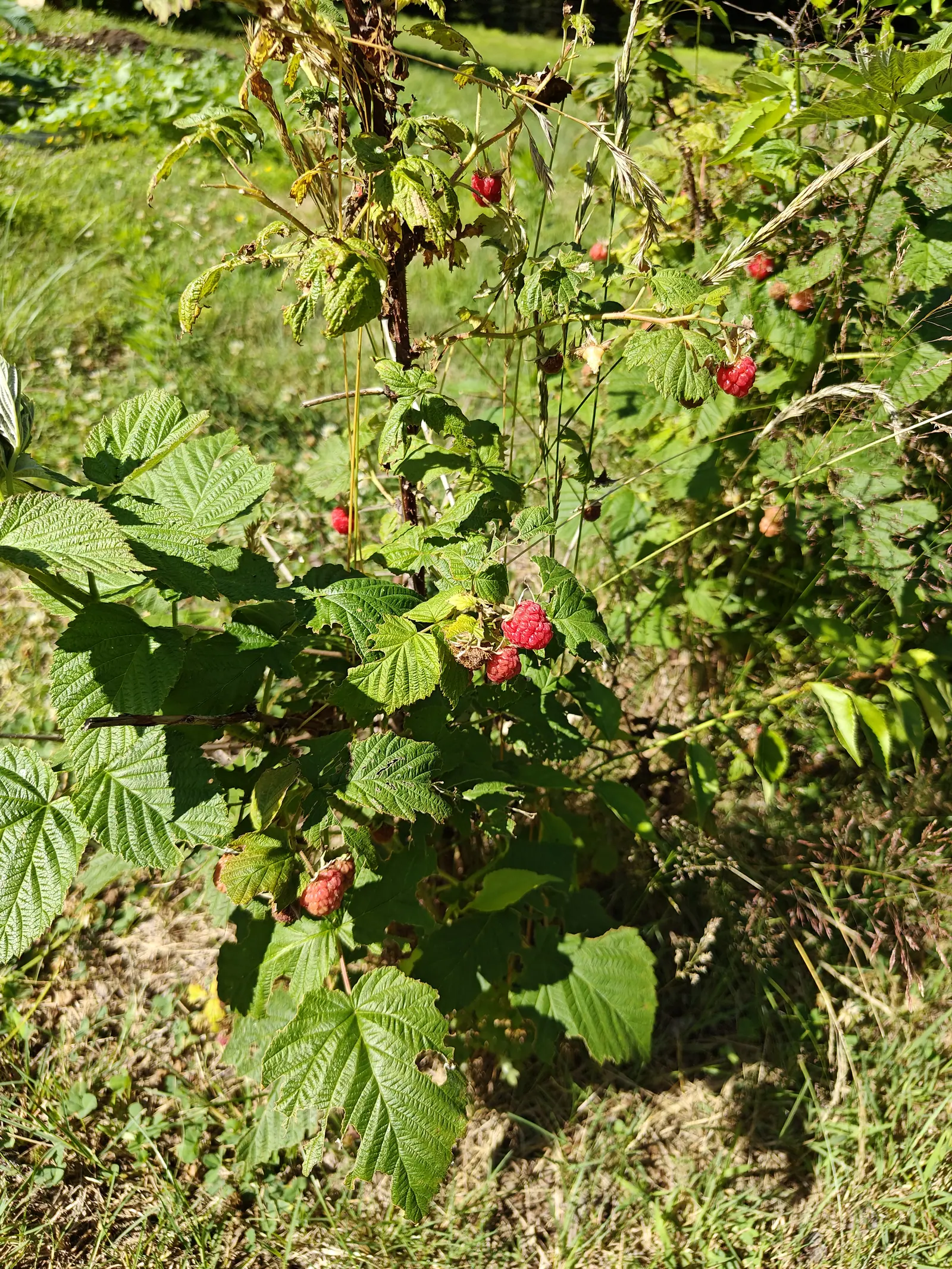 A raspberry cane bearing ripe red and unripe berries among toothed leaves, standing over rough mown grass with weeds and long grasses crowding in behind.