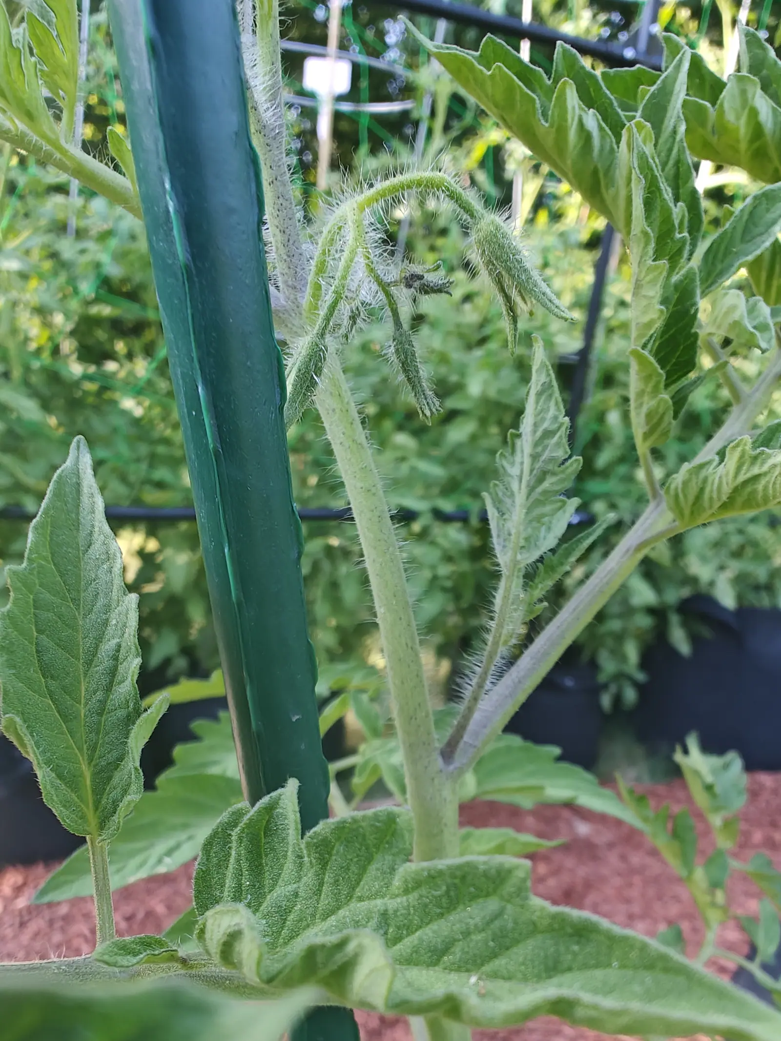 A hairy tomato stem and an opening flower truss close up, the fine hairs catching the light, with a green metal stake, red-orange mulch and black bags behind.