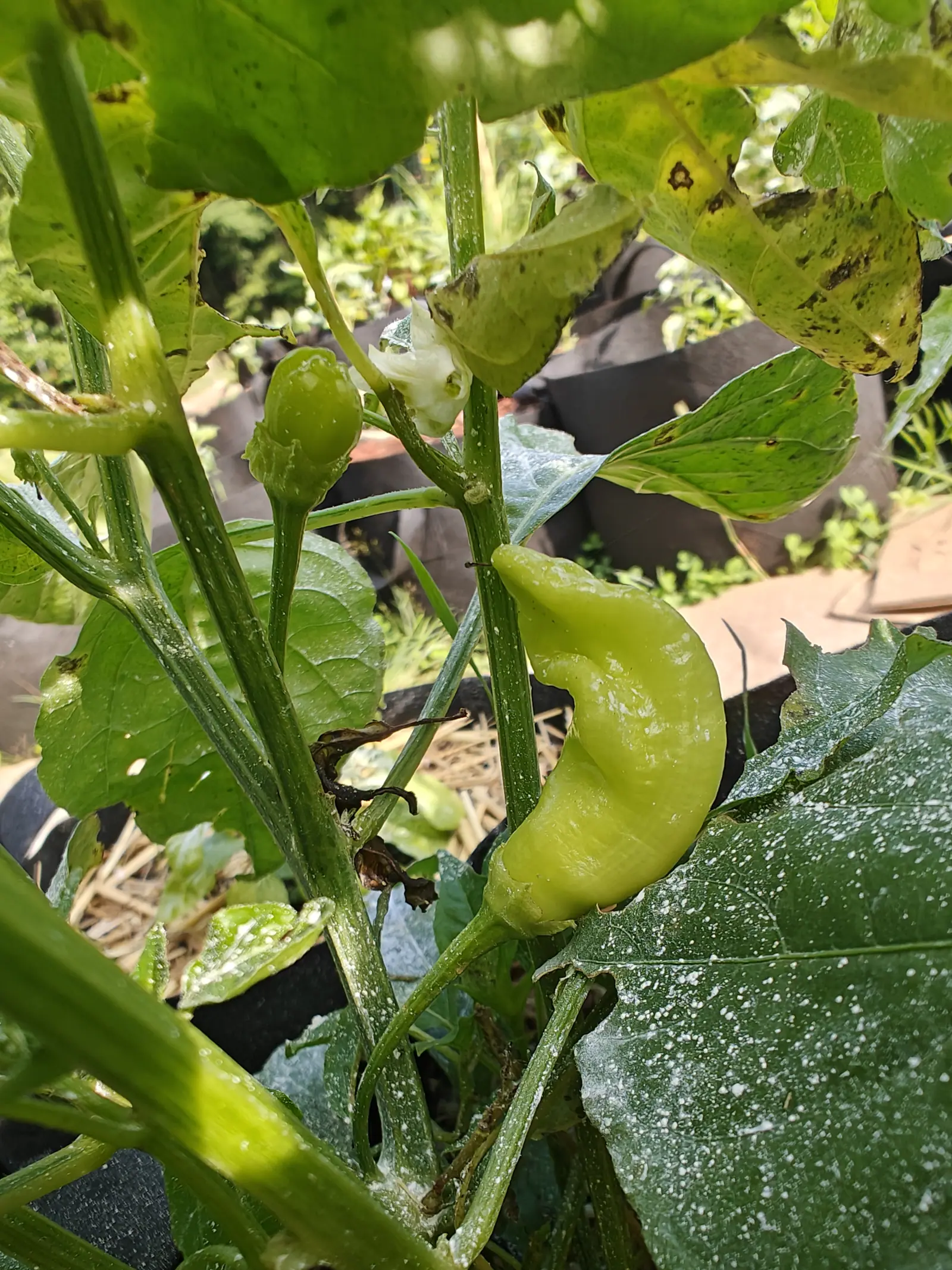 A curved pale green pepper hanging under the leaves with a smaller fruit and a white flower above it, the foliage flecked pale and yellowing at one edge.