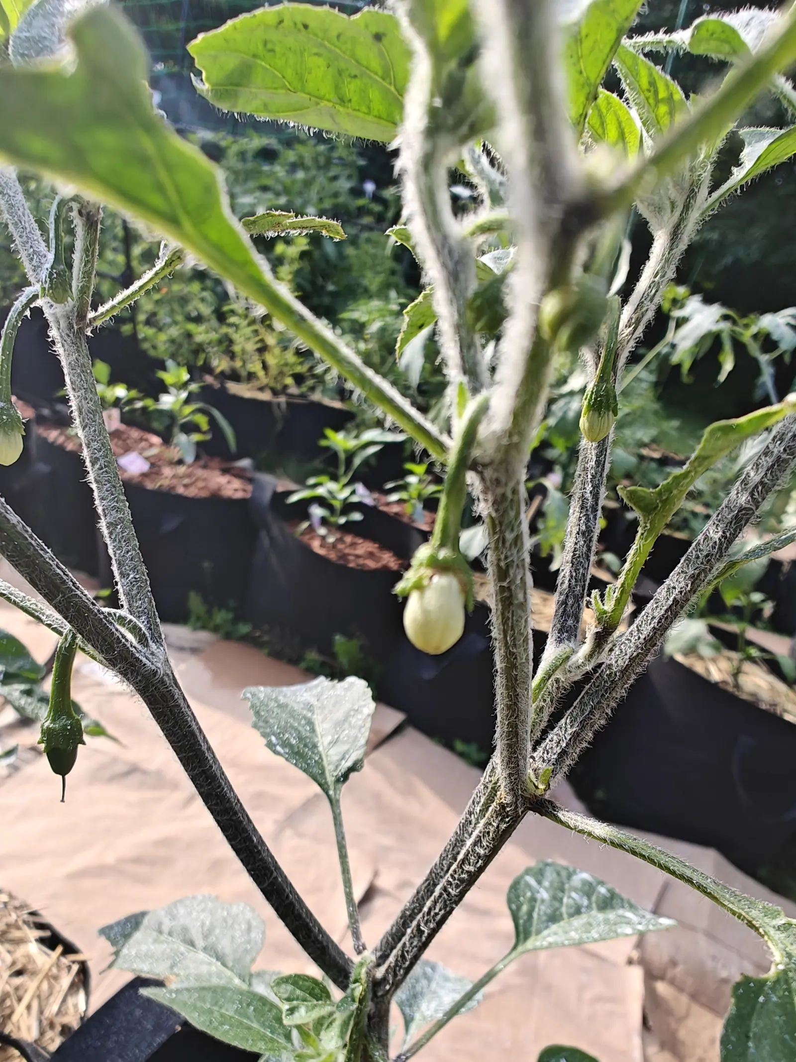 The hairy grey-green stems of a pepper plant, small pale fruit and buds set at the leaf joints, with black fabric grow bags and brown sheeting on the ground below.