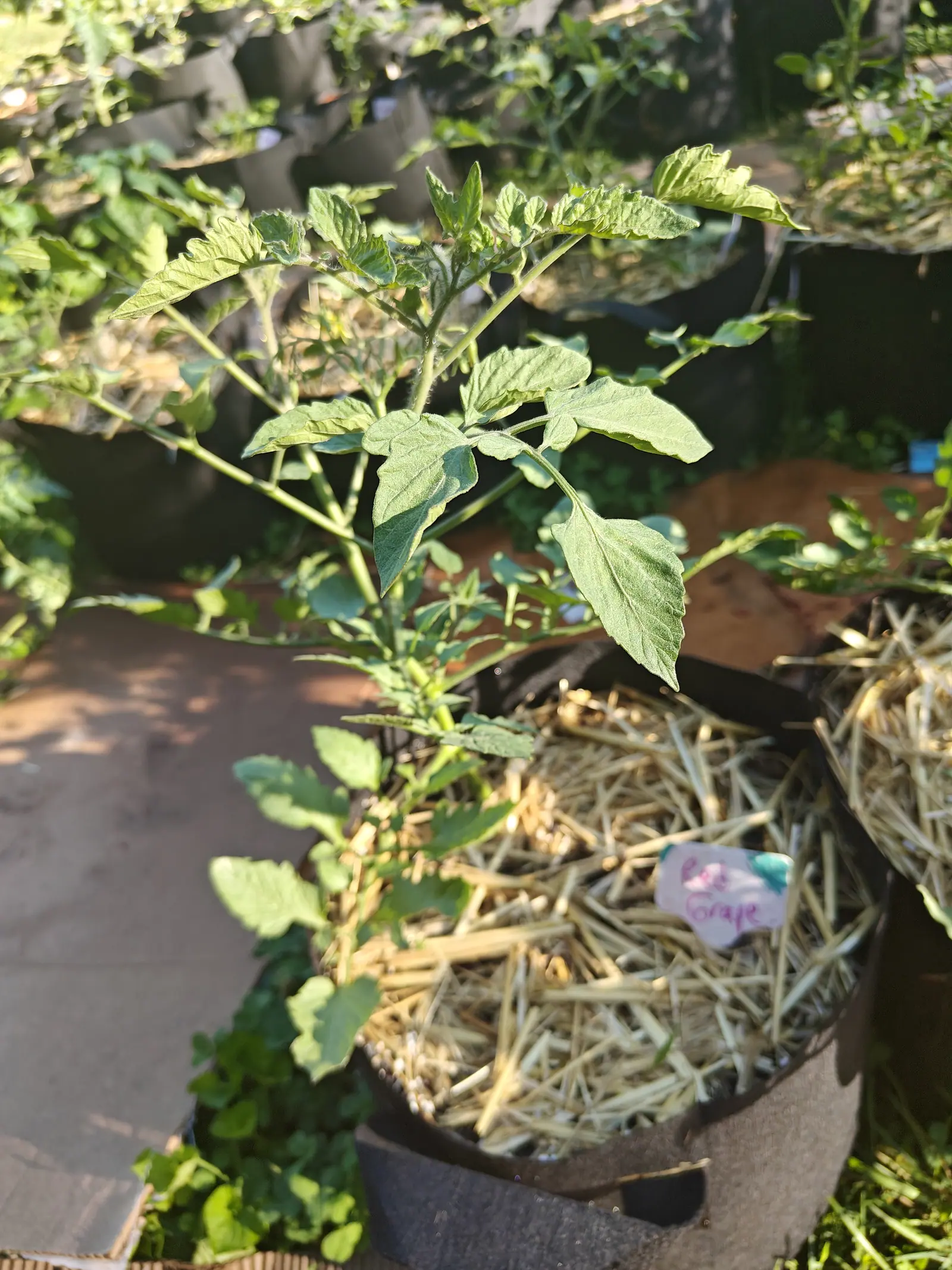 A young tomato plant in a black fabric grow bag over straw mulch, a pink handwritten label at the rim, stone paving and clover to one side.