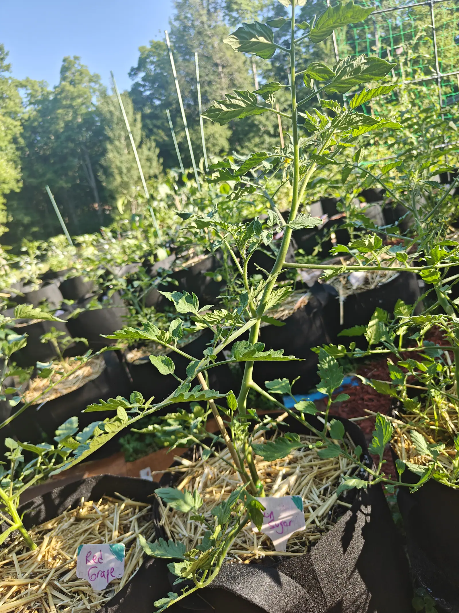 A tall tomato plant rising from a straw-mulched grow bag, two handwritten labels at the rim, rows of black bags, white stakes and a green trellis beyond.