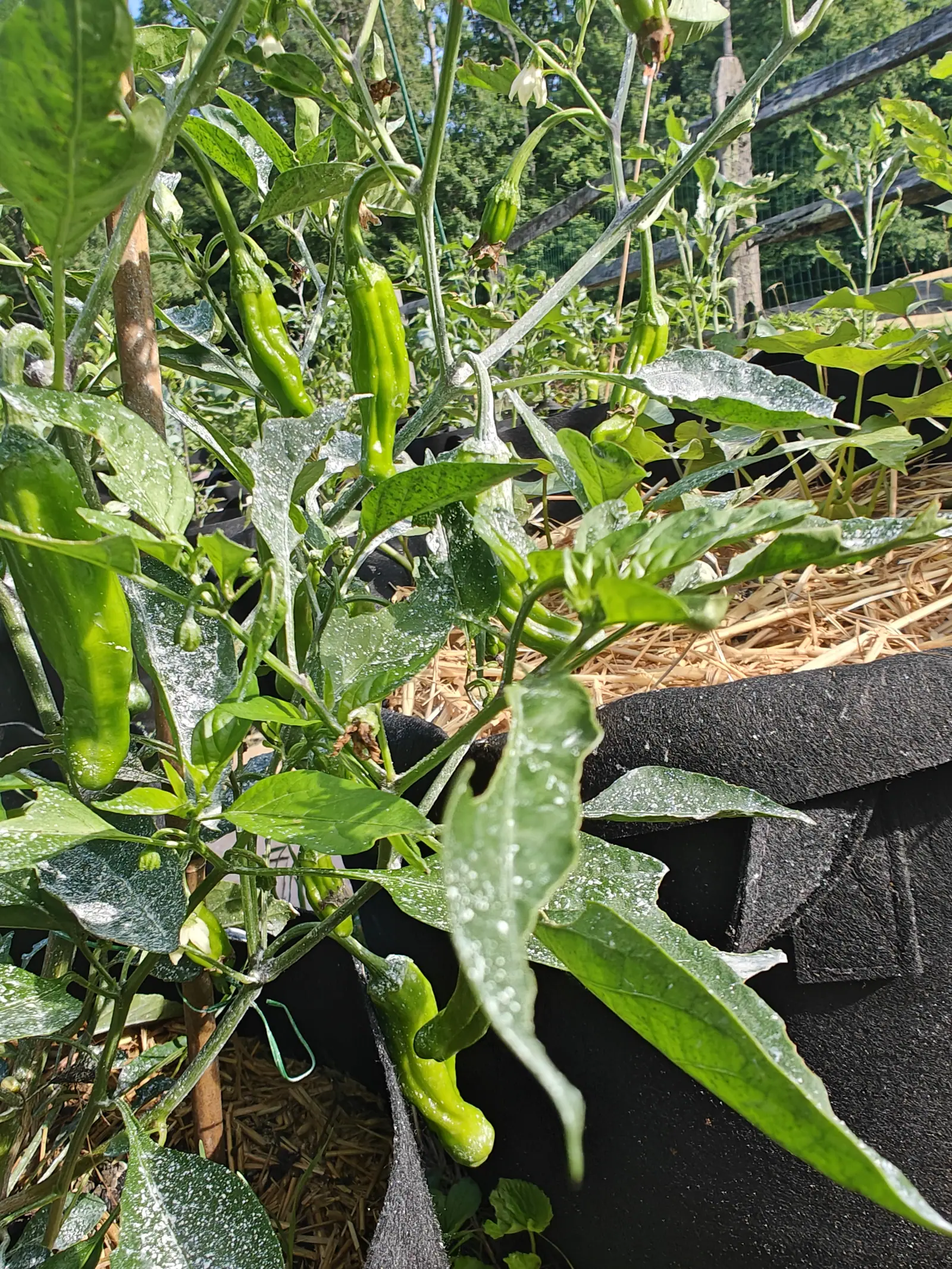 A pepper plant carrying long slim wrinkled fruit, its leaves dusted with pale spray, in a black fabric grow bag over straw mulch with a split-rail fence behind.