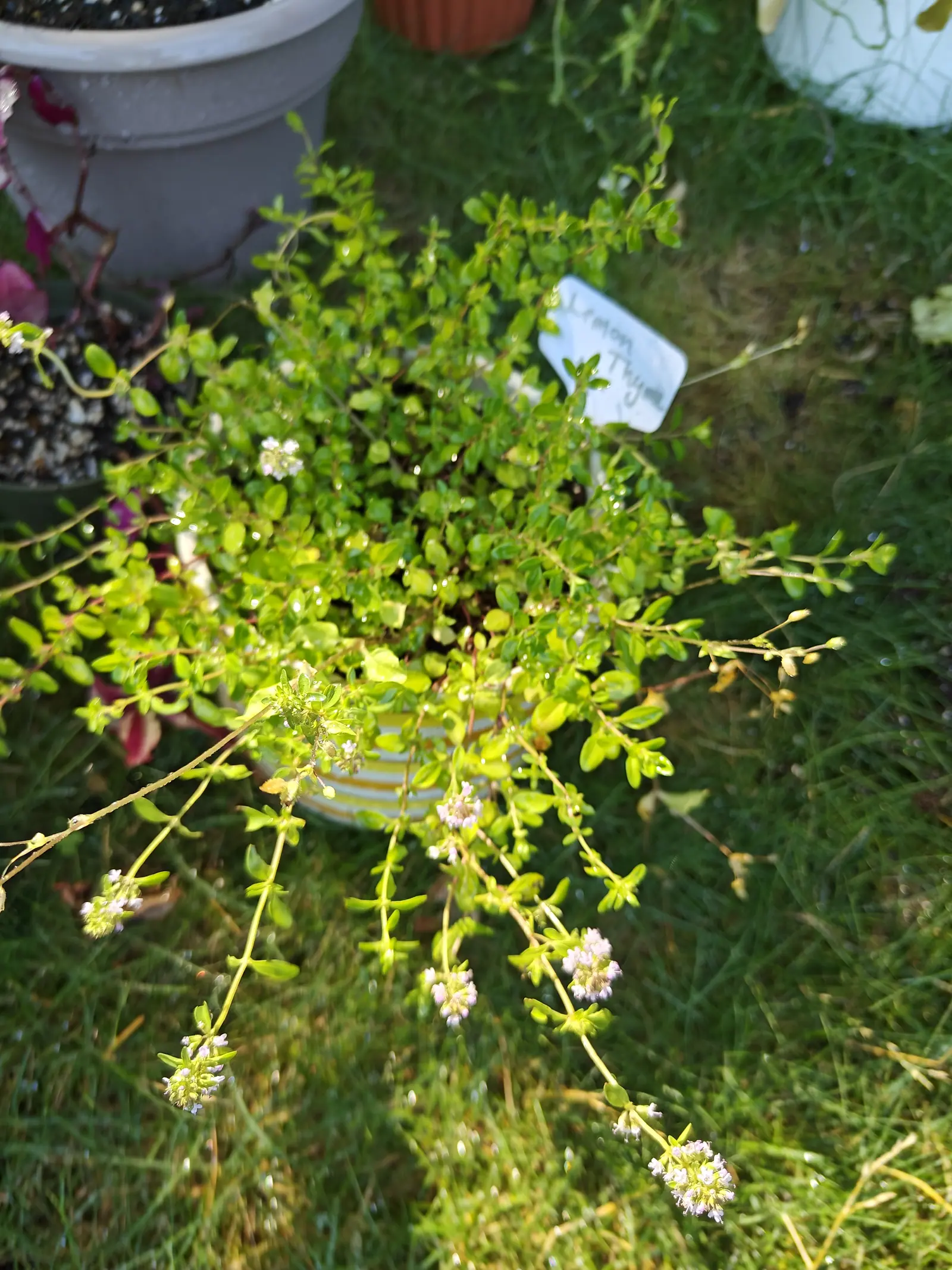A thyme plant sprawling out of a small striped pot onto grass, its trailing stems in tiny pale pink flower, a handwritten label beside it.