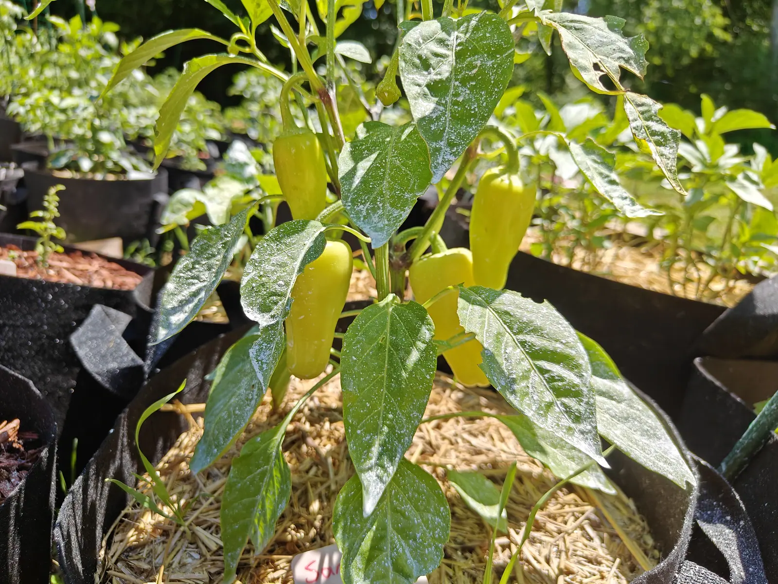 A pepper plant carrying several waxy pale yellow fruit, its leaves flecked white with spray, in a black fabric grow bag over straw mulch.