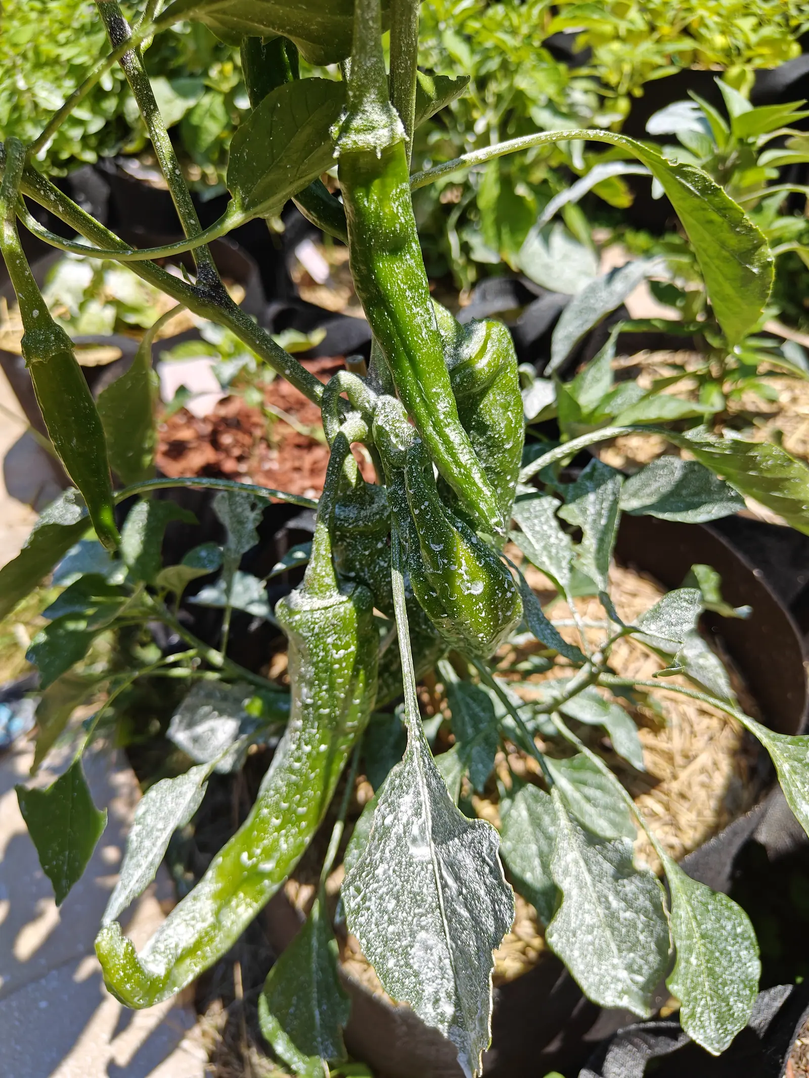 Long slim dark green cayenne-type peppers hanging from a stem, the leaves around them heavily dusted with white residue, red-orange mulch in a bag behind.