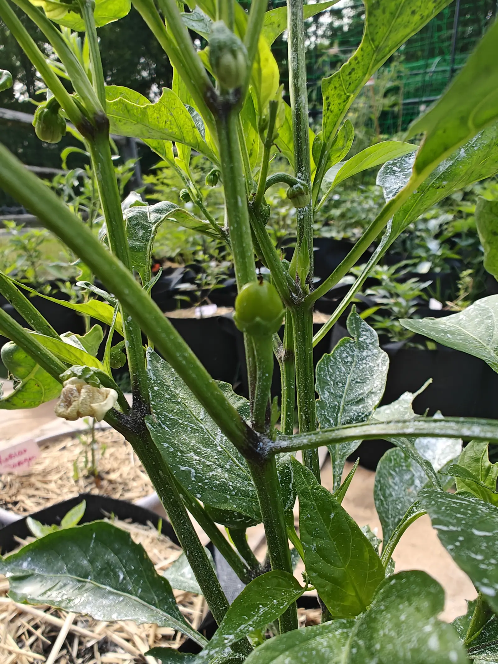 A pepper plant with a small round green fruit and a cream flower among white-flecked leaves, a pink label at the rim of the bag and wire fencing beyond.