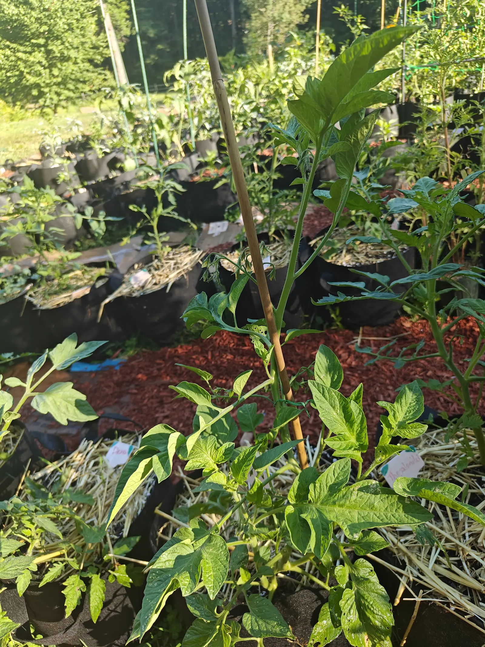 A tomato plant on a bamboo cane rising from a bed of red-orange bark mulch, rows of black fabric grow bags and straw stretching back to woodland.