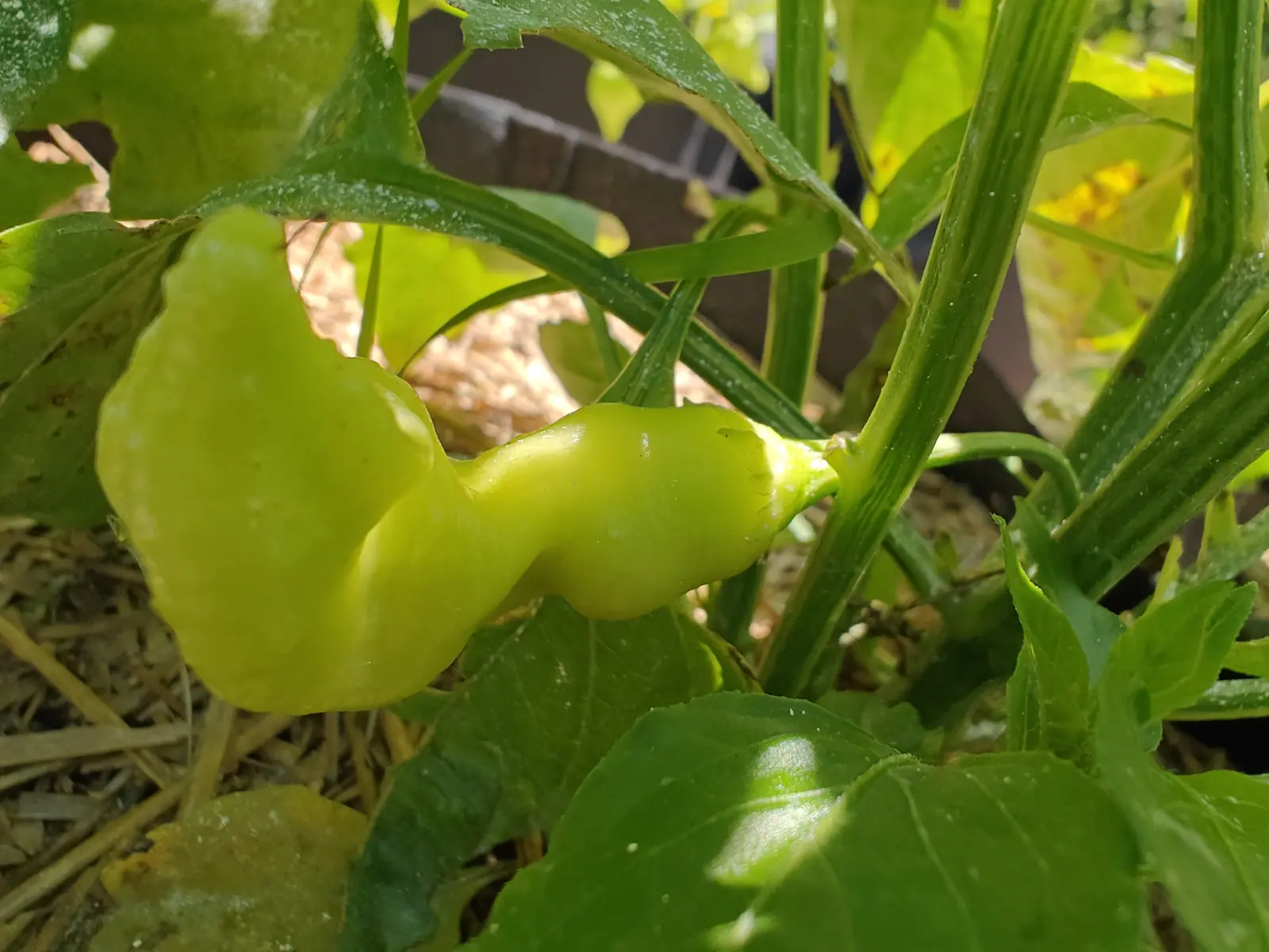 A pale yellow-green pepper, wrinkled and hooked at the tip, hanging under broad leaves with straw mulch below and a dark container behind.