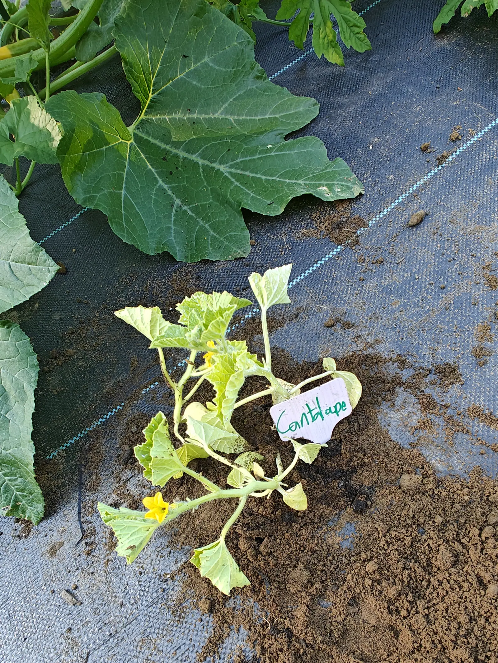 A melon seedling planted through a slit in black woven ground fabric with bare soil heaped around it, small yellow flowers open and a handwritten label pushed in beside it.
