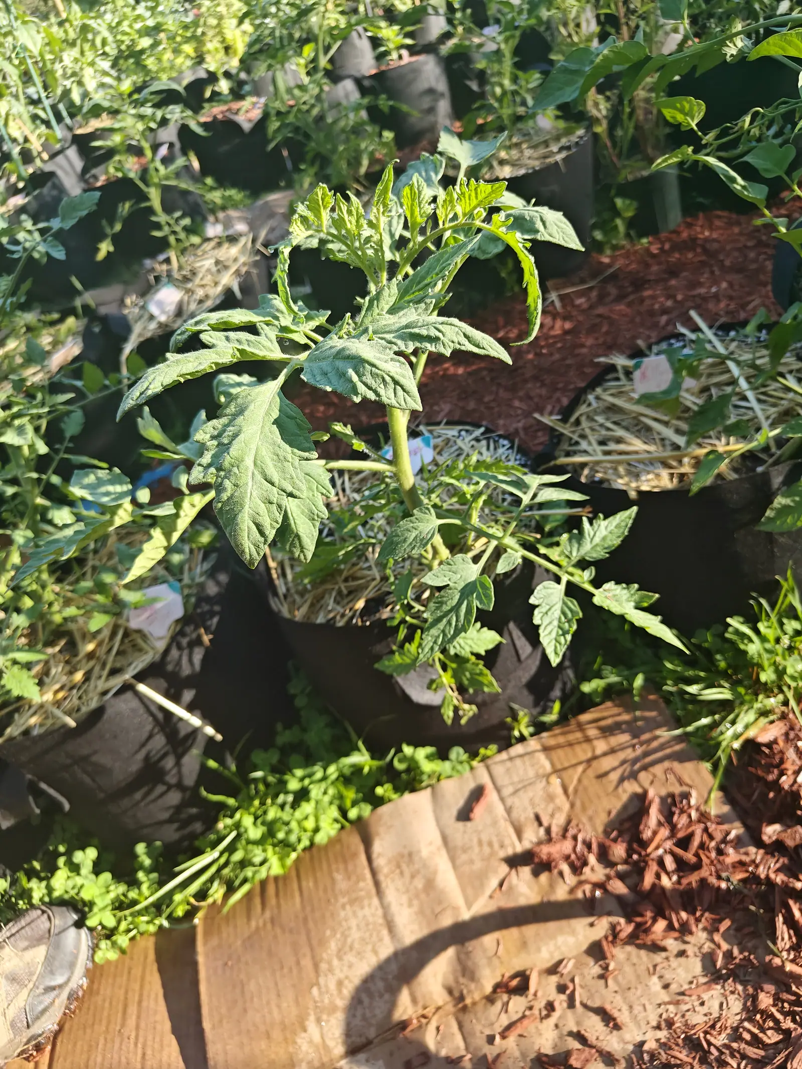 A young tomato plant in a black fabric grow bag among many others, straw and red-orange bark mulch around them and a weathered timber board across the foreground.