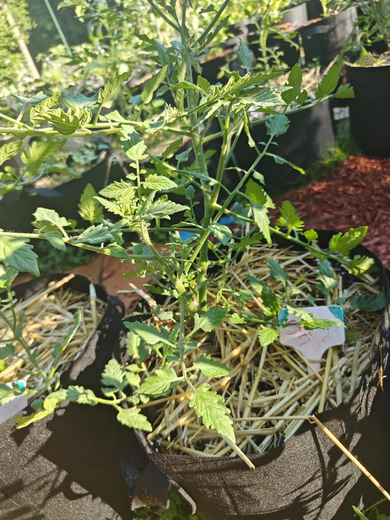 A young tomato plant in a black fabric grow bag over straw mulch, a small pink handwritten label at the rim, red-orange bark mulch and black pots behind.