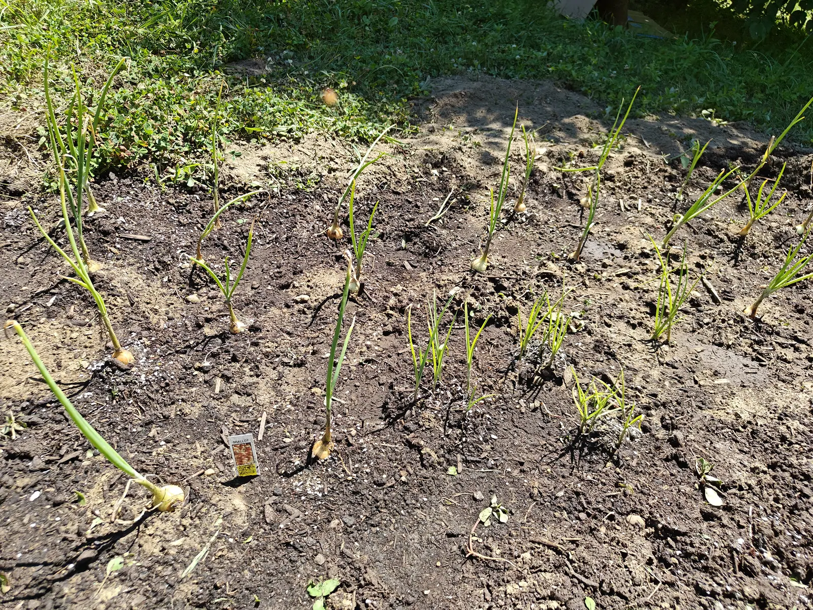 Rows of shallots in a bare earth bed, pale bulbs pushing up out of the dry soil with green strappy tops leaning over, a small label between the rows and mown grass beyond.
