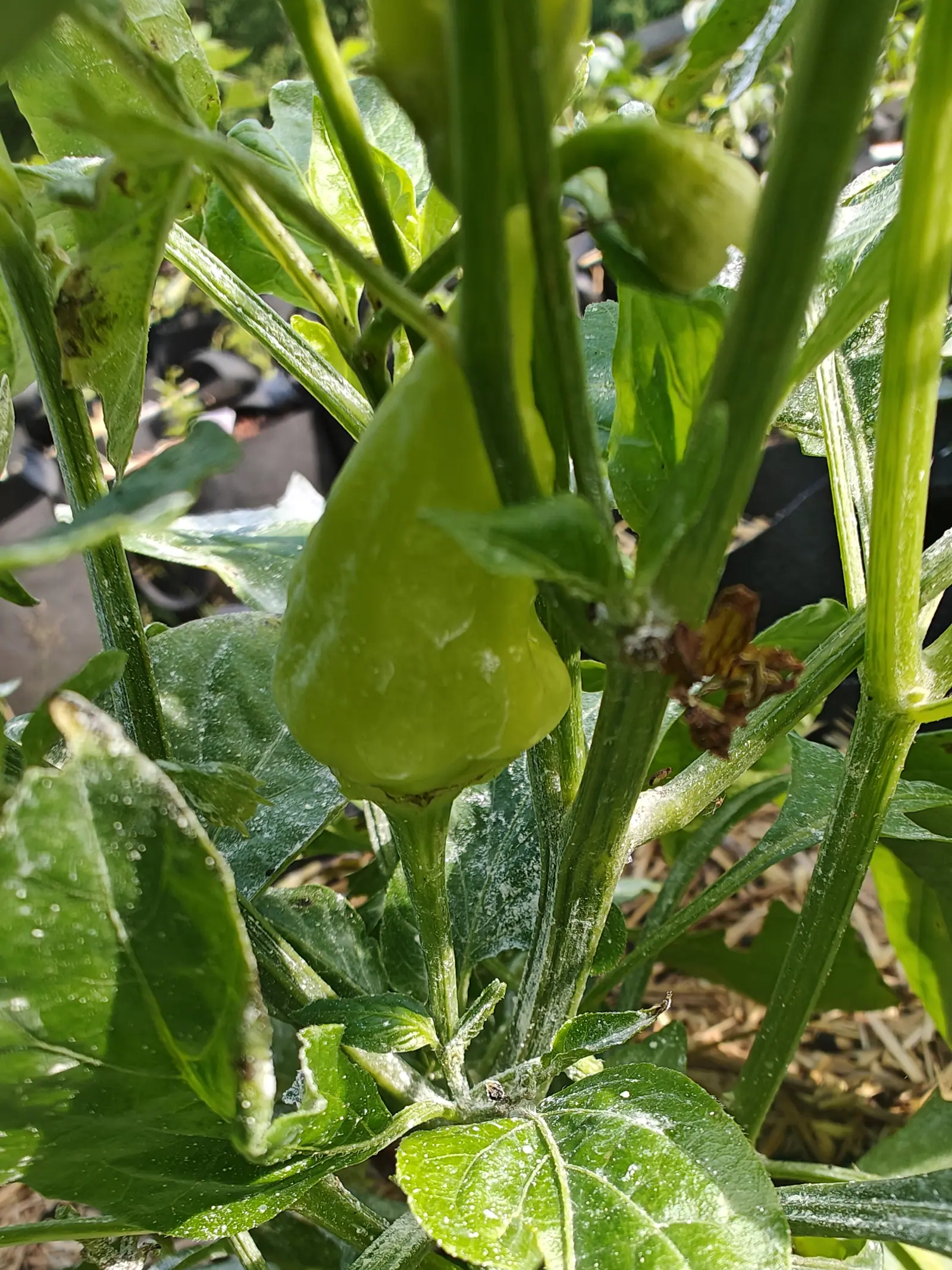 A pale green pepper hanging on its stem beneath leaves flecked with white kaolin, a second smaller fruit above it, with black fabric grow bags out of focus behind.