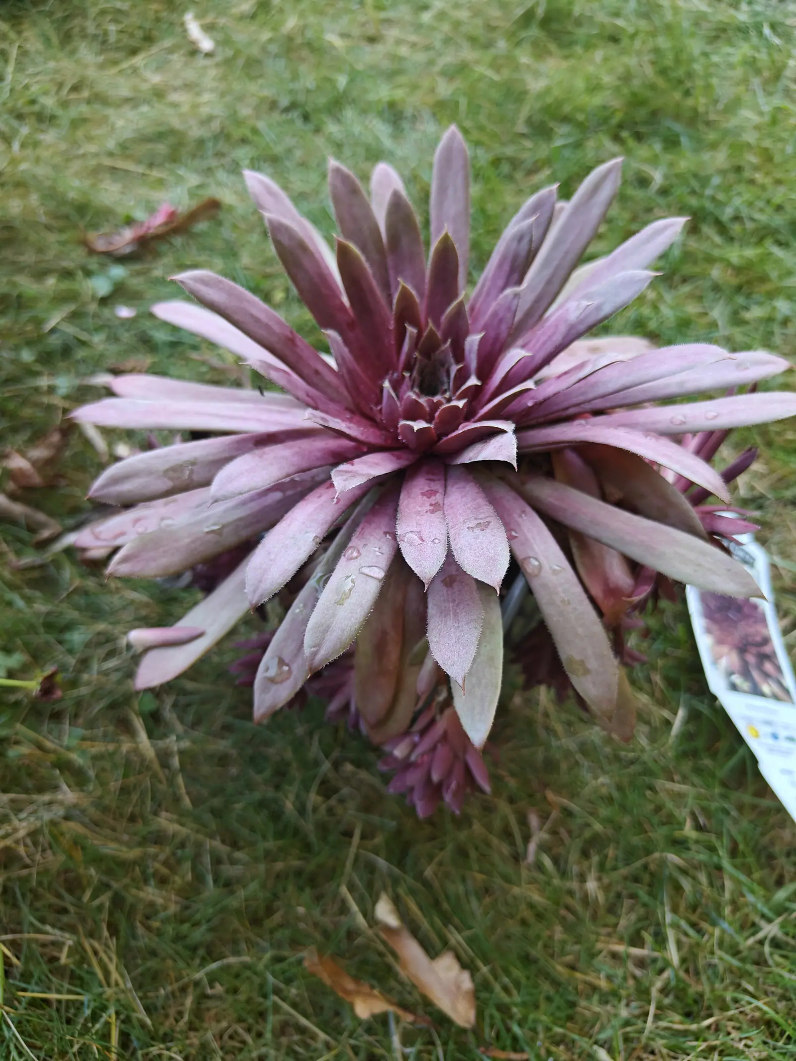 A large sempervivum rosette lying on mown grass, its pointed leaves flushed dusty pink and purple and beaded with rain, a printed nursery label beside it and fallen leaves nearby.