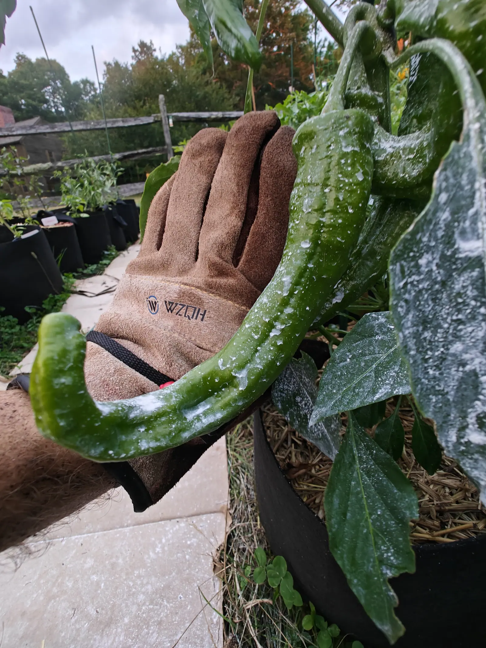 A long curved green chilli dusted with white kaolin resting across a suede-gloved hand, with a row of black fabric grow bags, a split-rail fence and grey sky behind.
